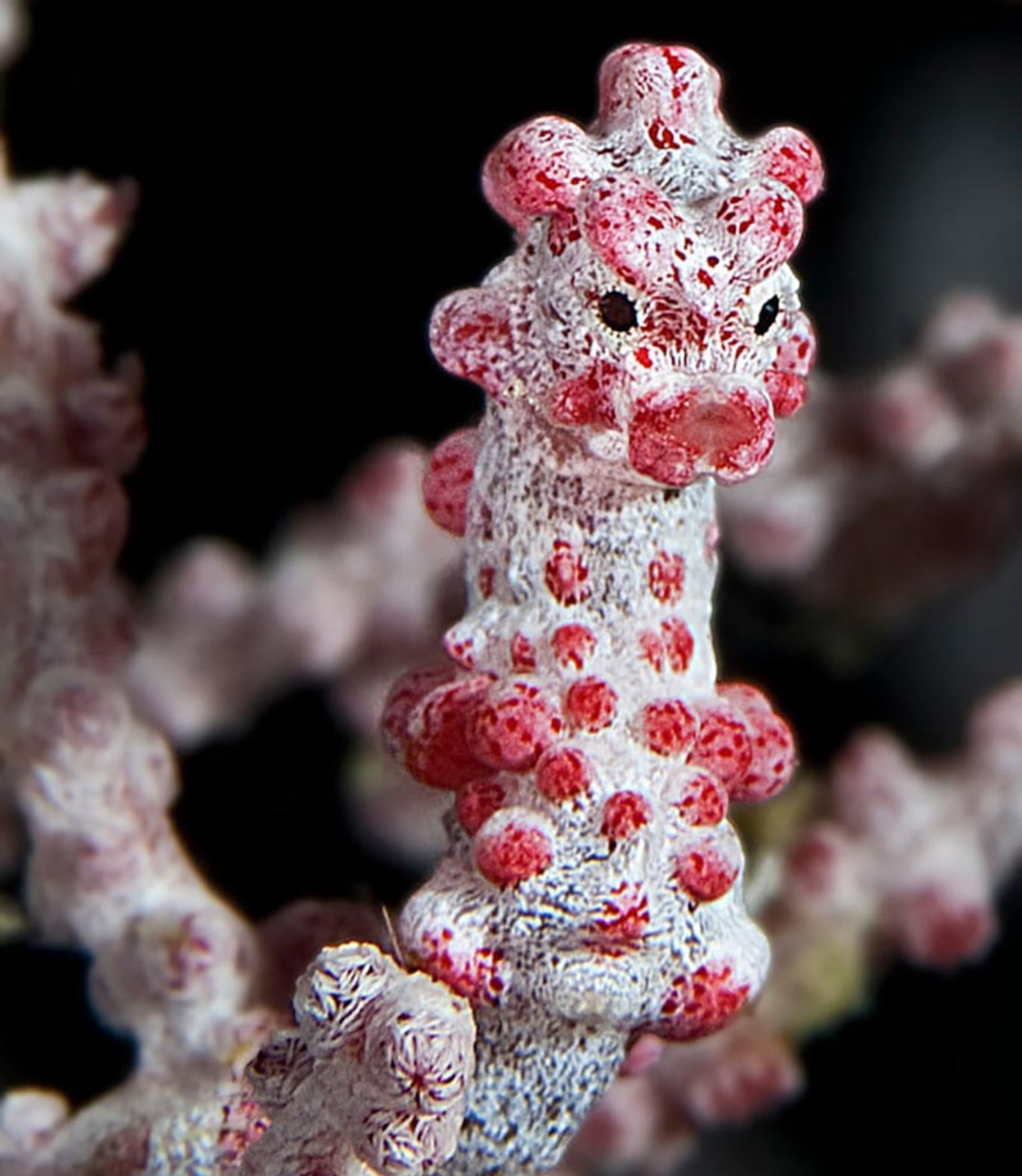 اسب دریایی (Bargibant's-Seahorse)