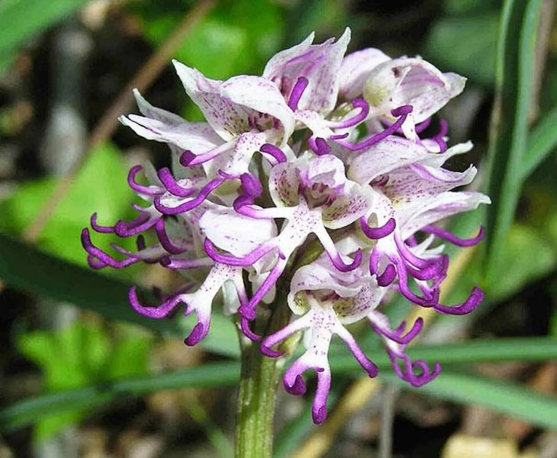 ارکیده مرد برهنه Naked-man-orchid-(Orchis-Italica)