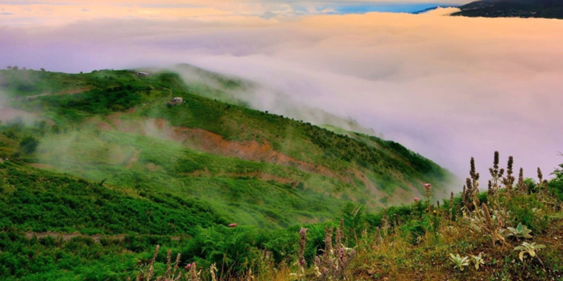جنگل‌های ایران