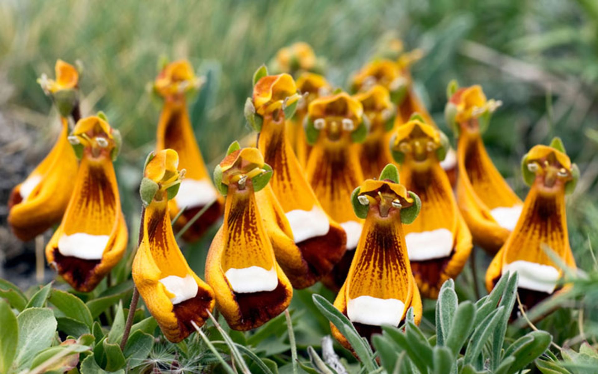 گل خدمتکاران اتاق یا بیگانه خوشحال Chamber Maids (Calceolaria uniflora)