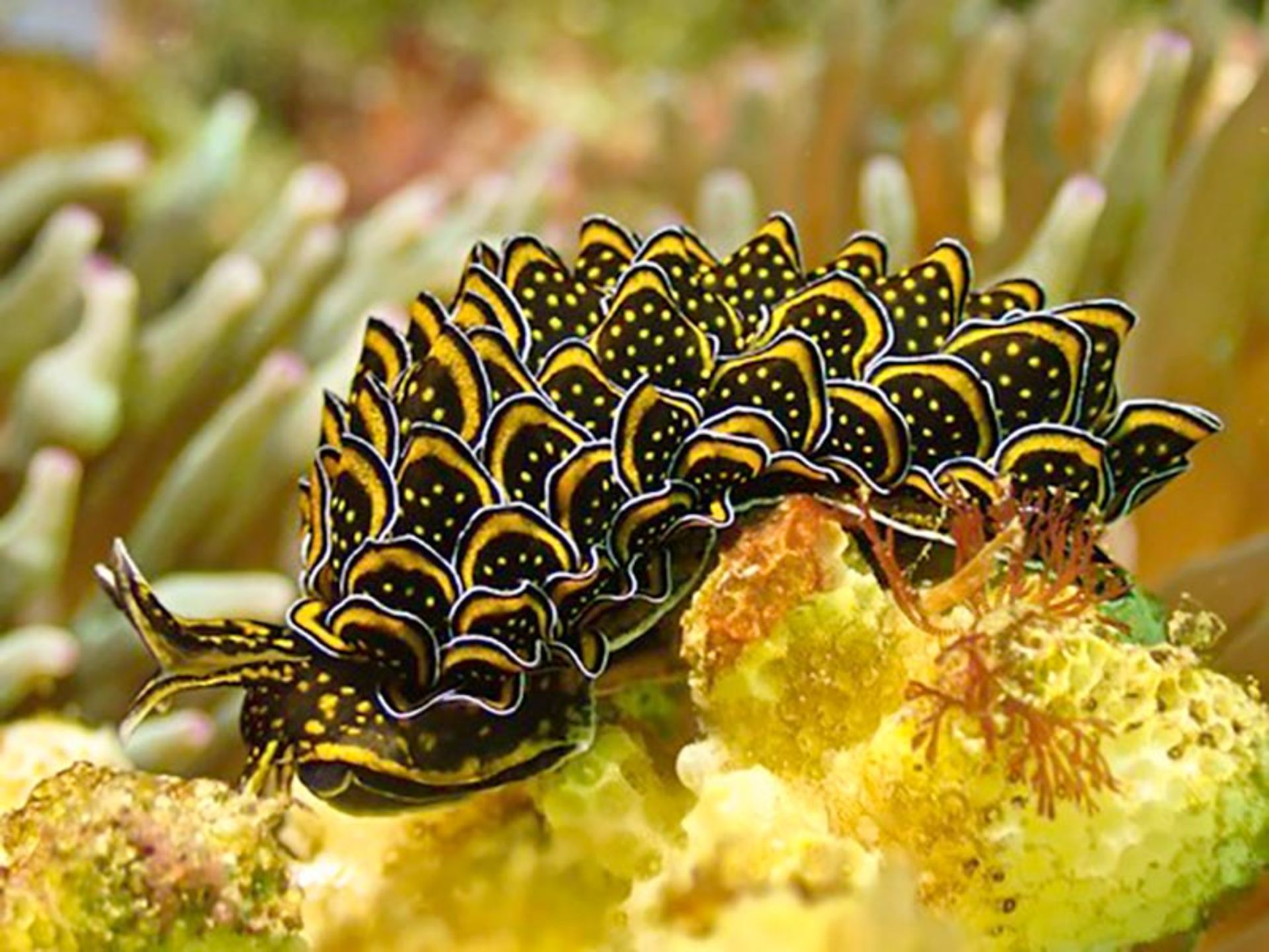 حلزون دریایی برگ آبششی (Leaf Gilled Sea Slug)