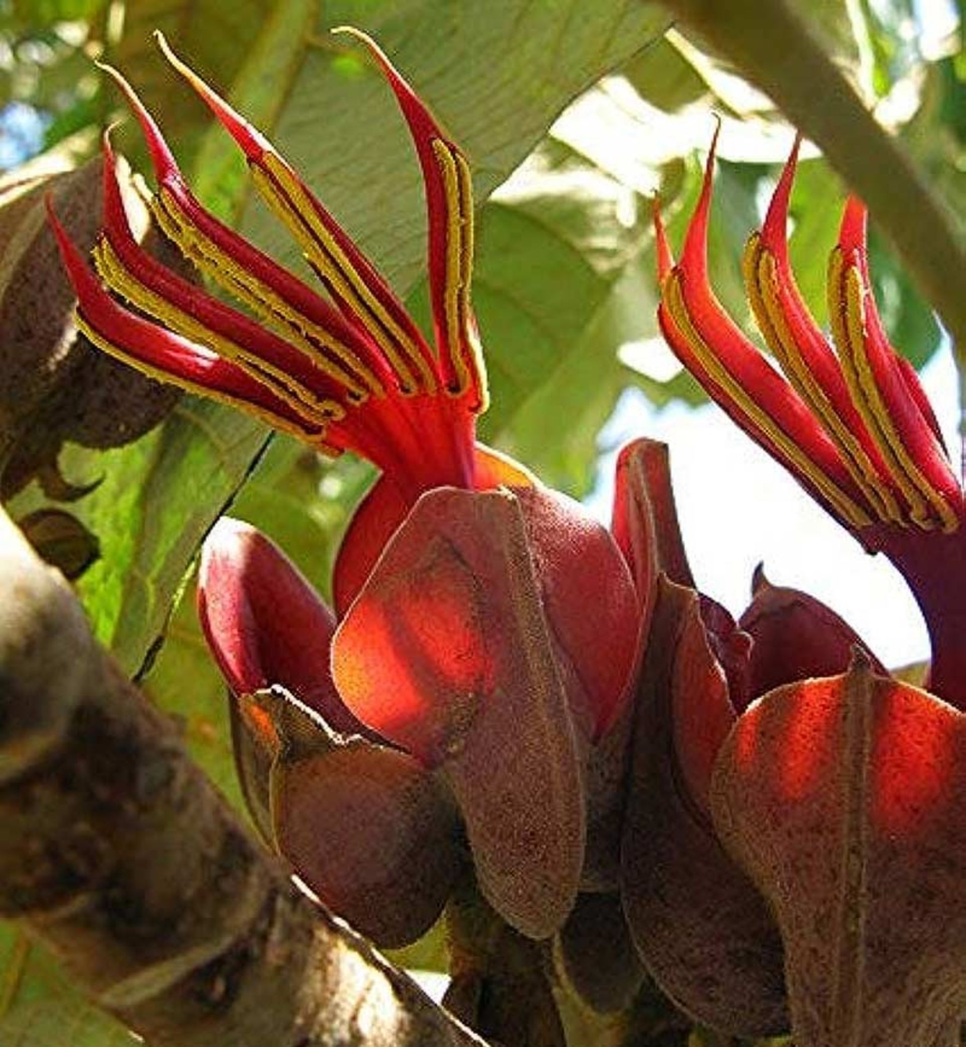 پنجه میمون یا دست شیطان Devils Hand (Chiranthodendron pentadactylon)