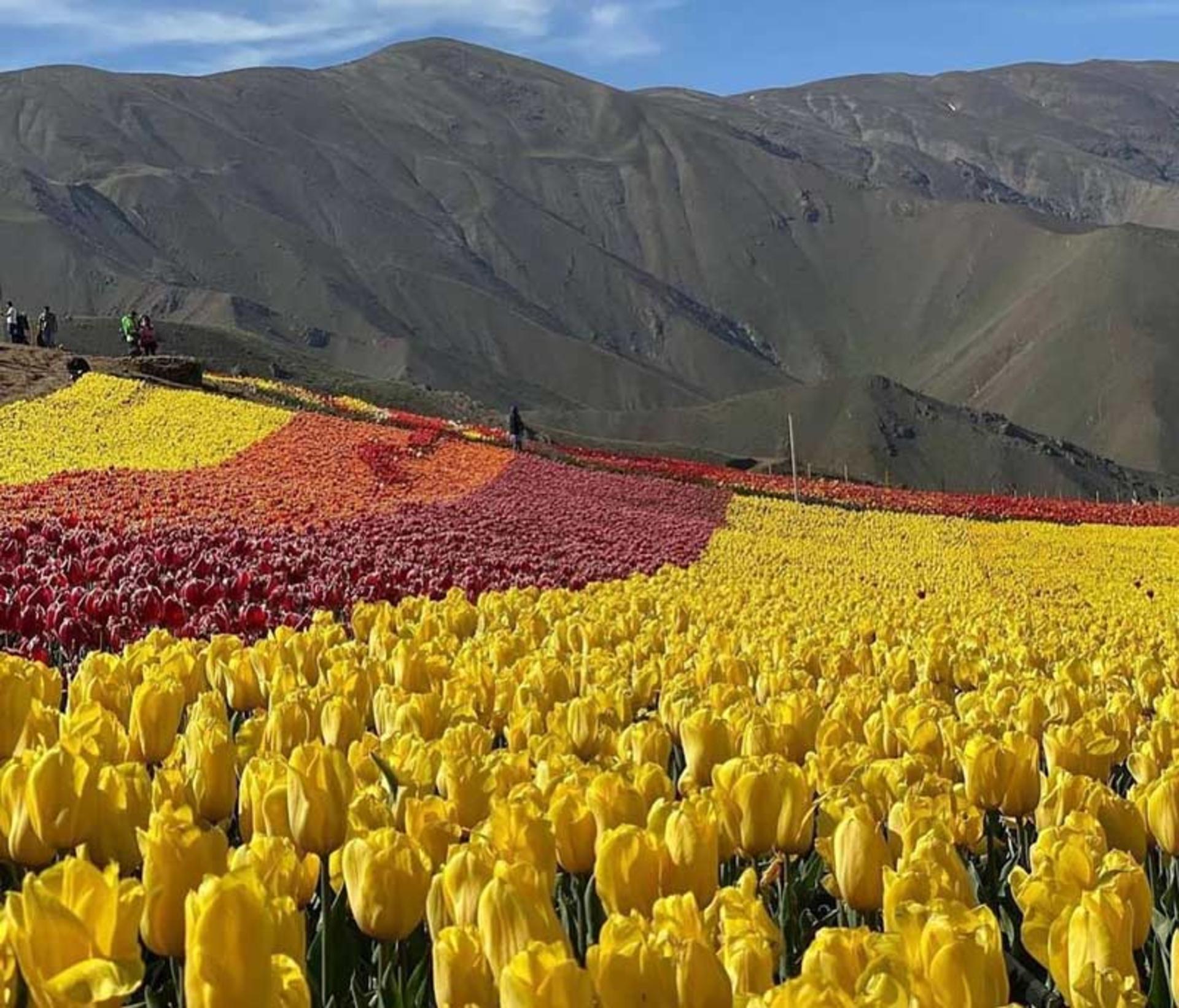 لاله های رنگارنگ در دامنه کوهستان در دشت لاله های کندر مزرعه لزور، صفحه اینستاگرام karaj_gardii@، عکاس نامشخص