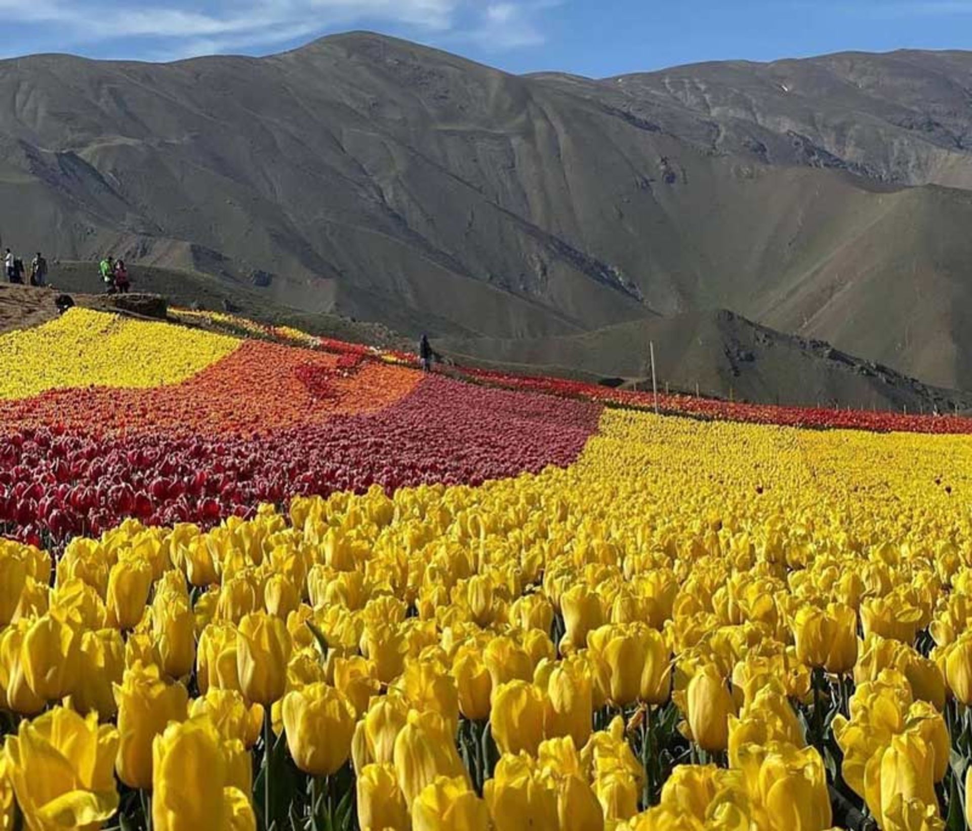 لاله های رنگارنگ در دامنه کوهستان در دشت لاله های کندر مزرعه لزور، صفحه اینستاگرام karaj_gardii@، عکاس نامشخص