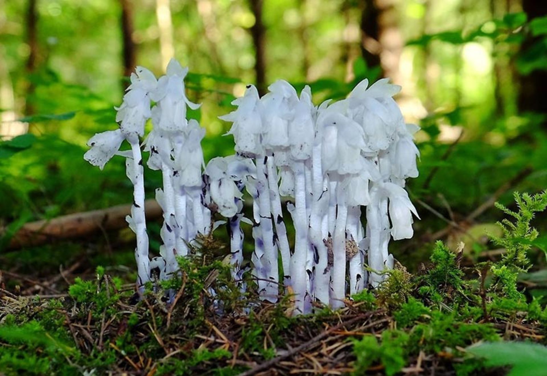 گیاه شبح Ghost Plant (Monotropa Uniflora)