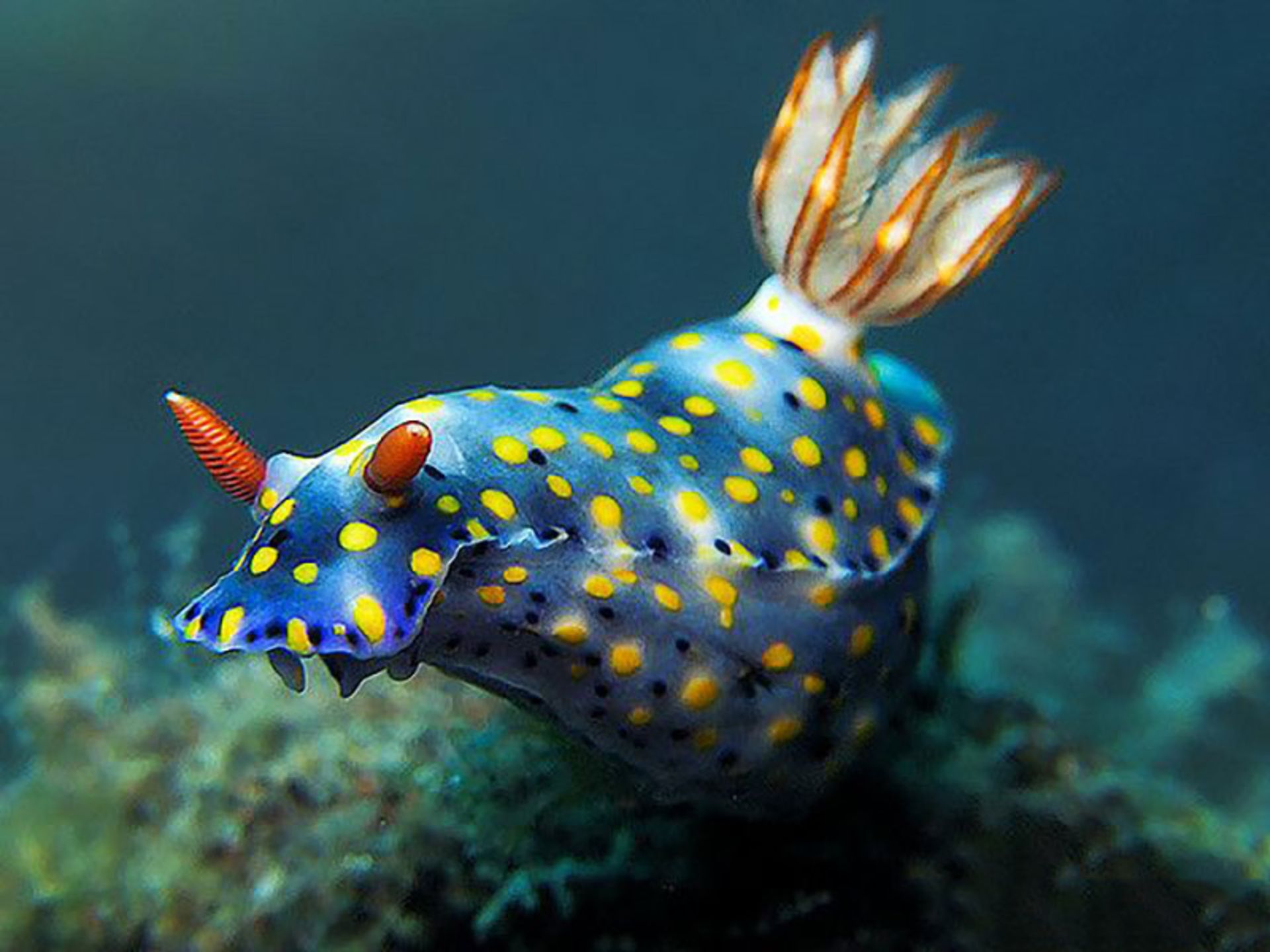 آبزی رنگارنگ و درخشانی به نام Hypselodoris kanga
