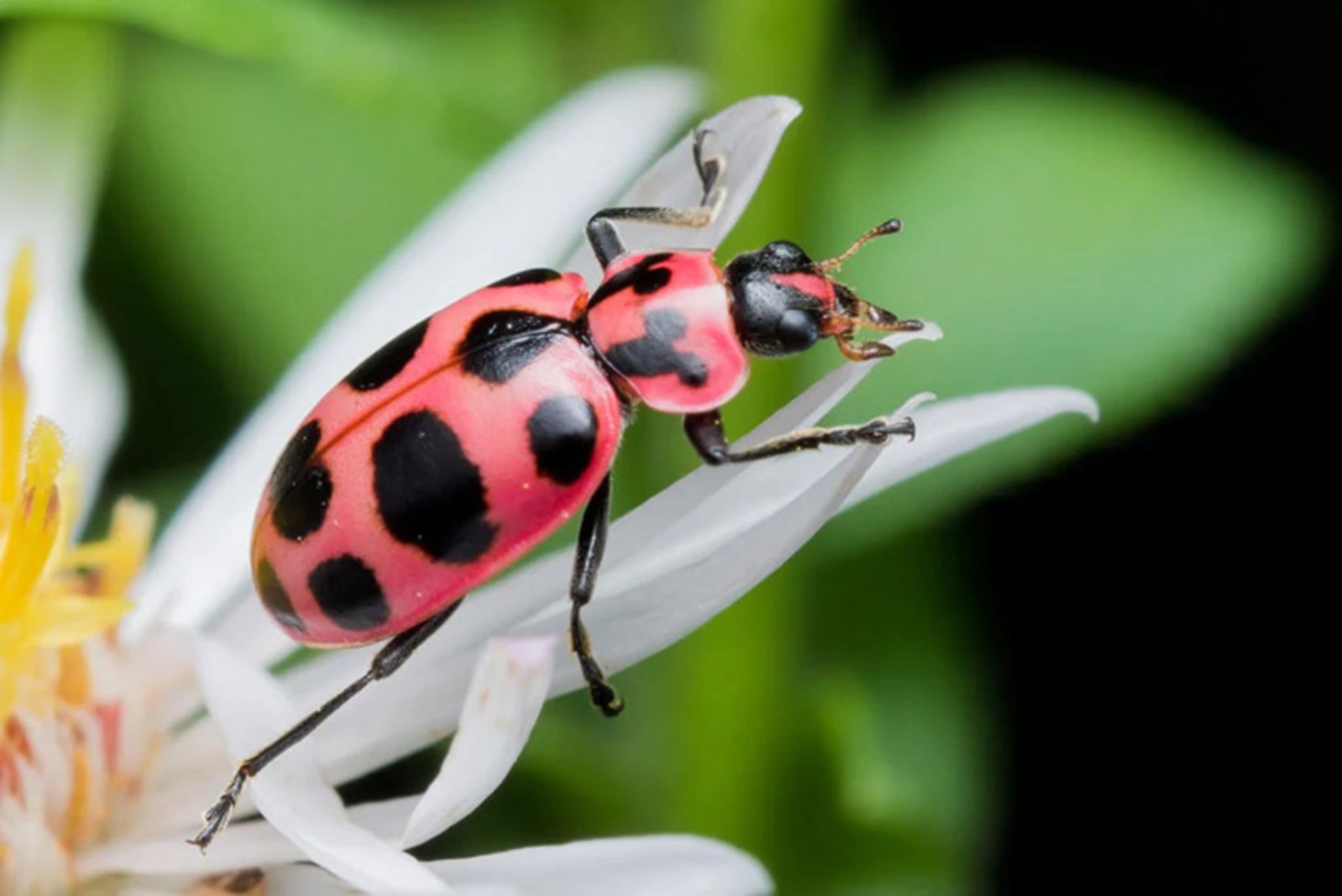 سوسک صورتی خالدار (Pink Spotted Lady Beetle)