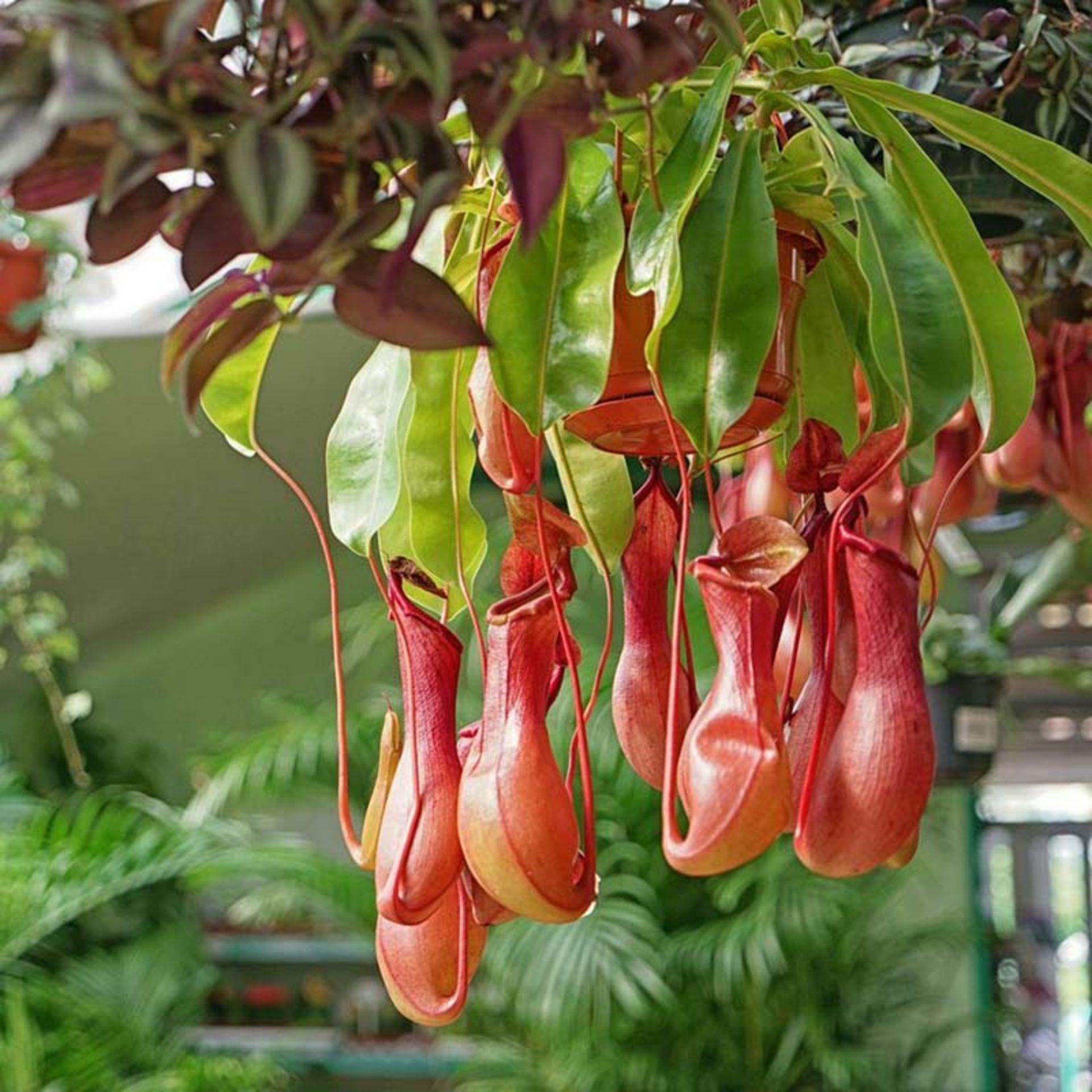 پارچ گرمسیری Tropical pitcher plant (Nepenthes)