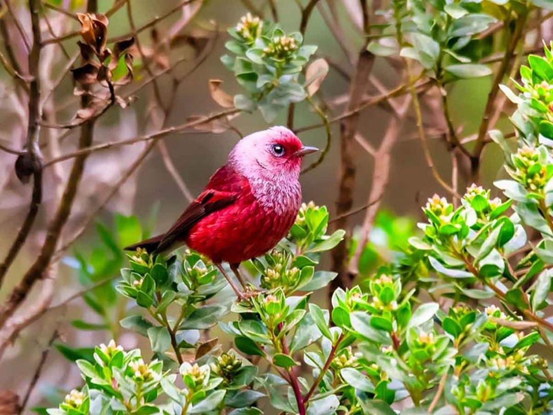چکاوک سر صورتی (Pink-headed warbler) 