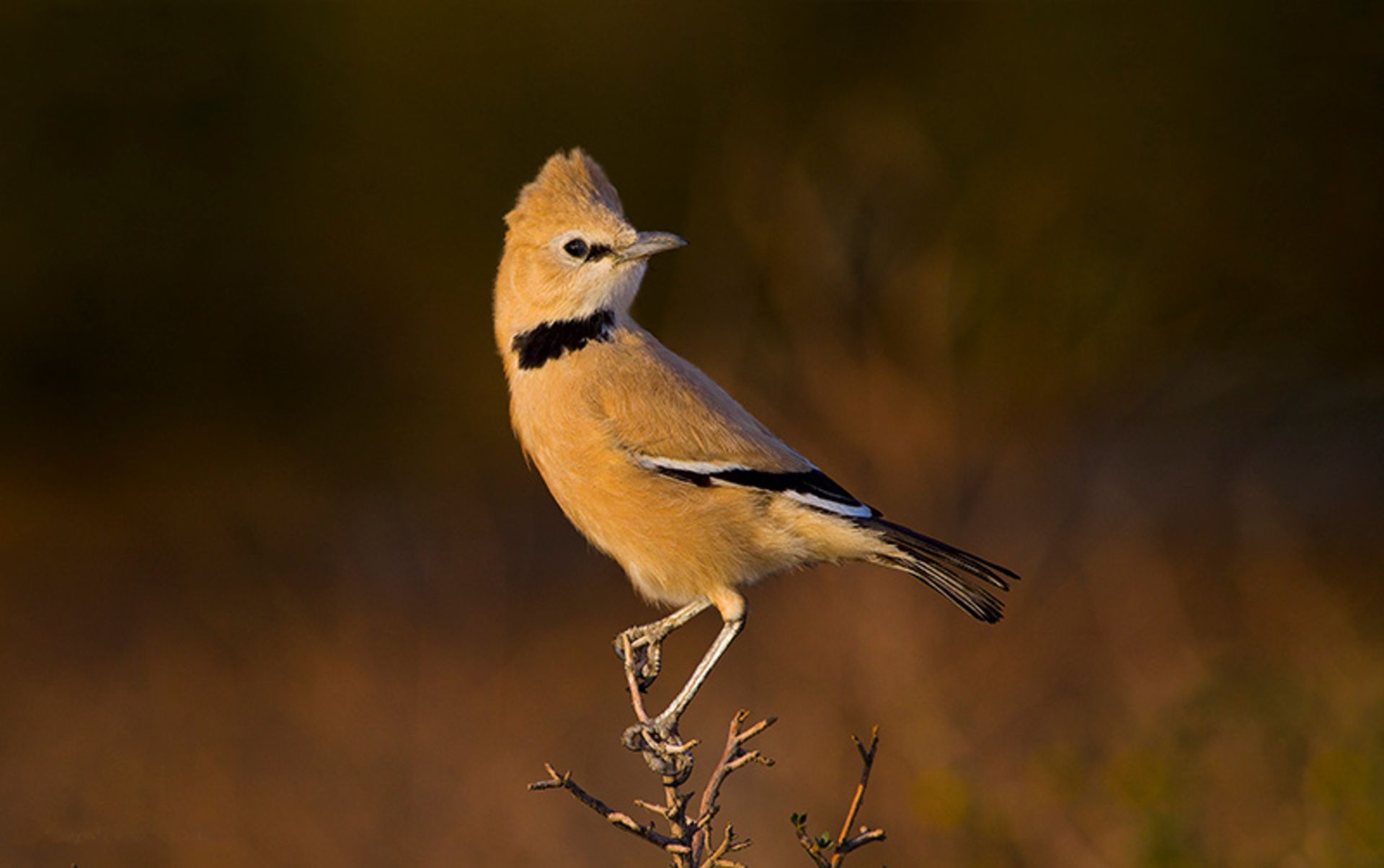 زاغ بور ایستاده روی یک پا؛ منبع عکس: iranianbirdingclub؛ عکاس: سید بابک موسوی