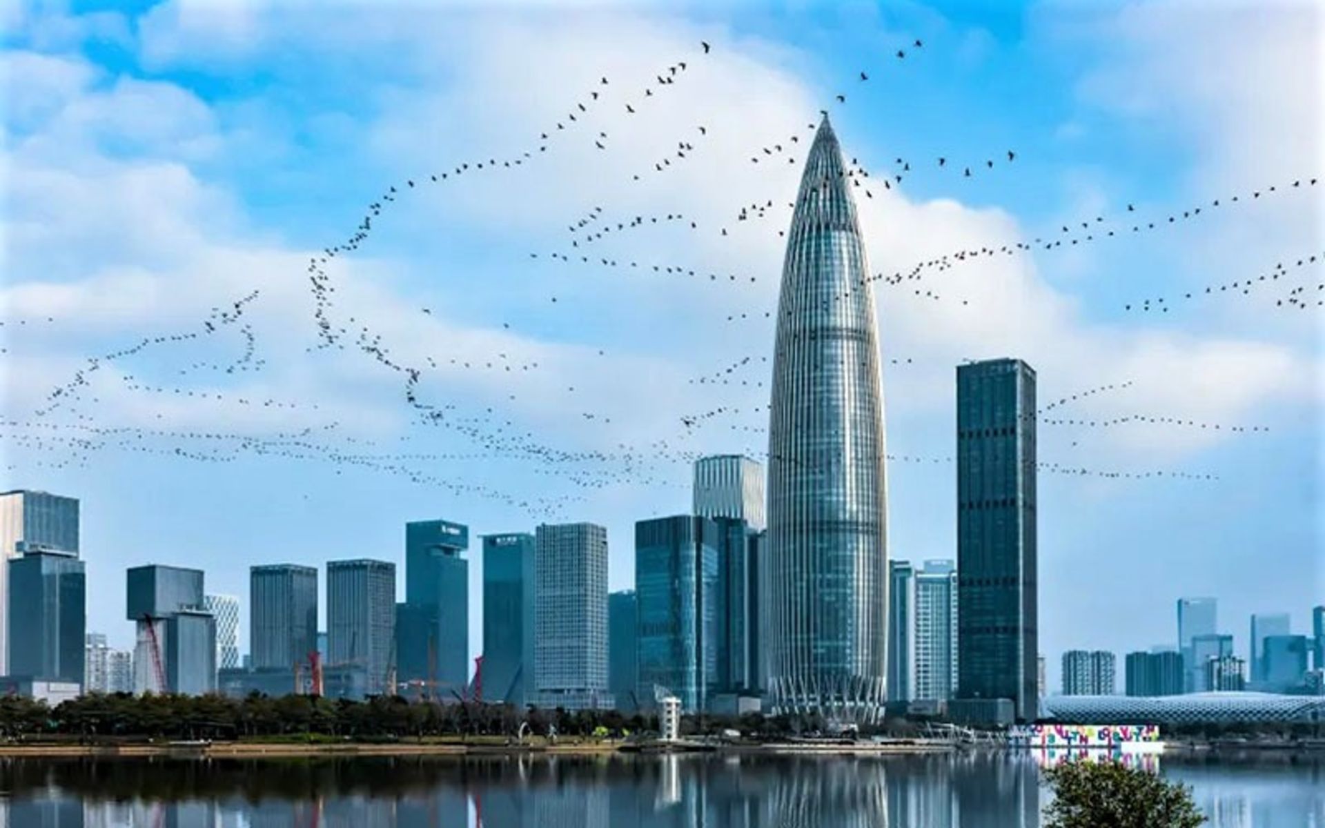 پرواز پرندگان در شهر