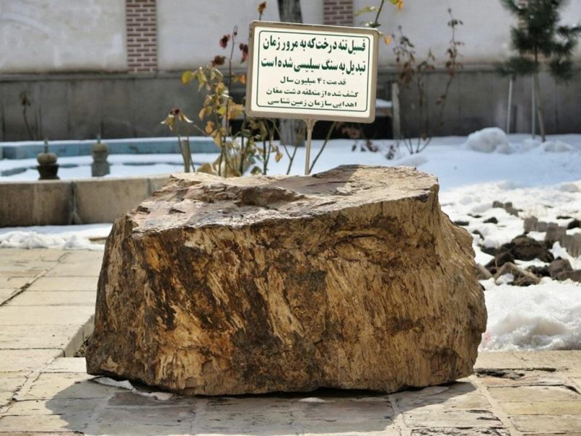 فسیل درخت چهار میلیون ساله موزه سنجش. منبع عکس:Ebultan.com. عکاس: نامشخص