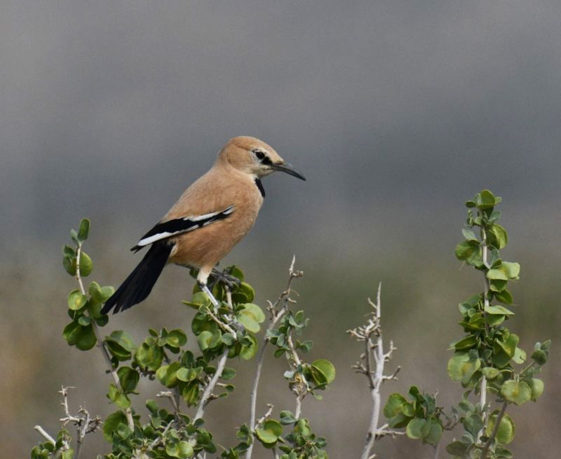 زاغ بور بر شاخه‌ای سبز؛ منبع عکس: iranianbirdingclub؛ عکاس: احسان طالبی