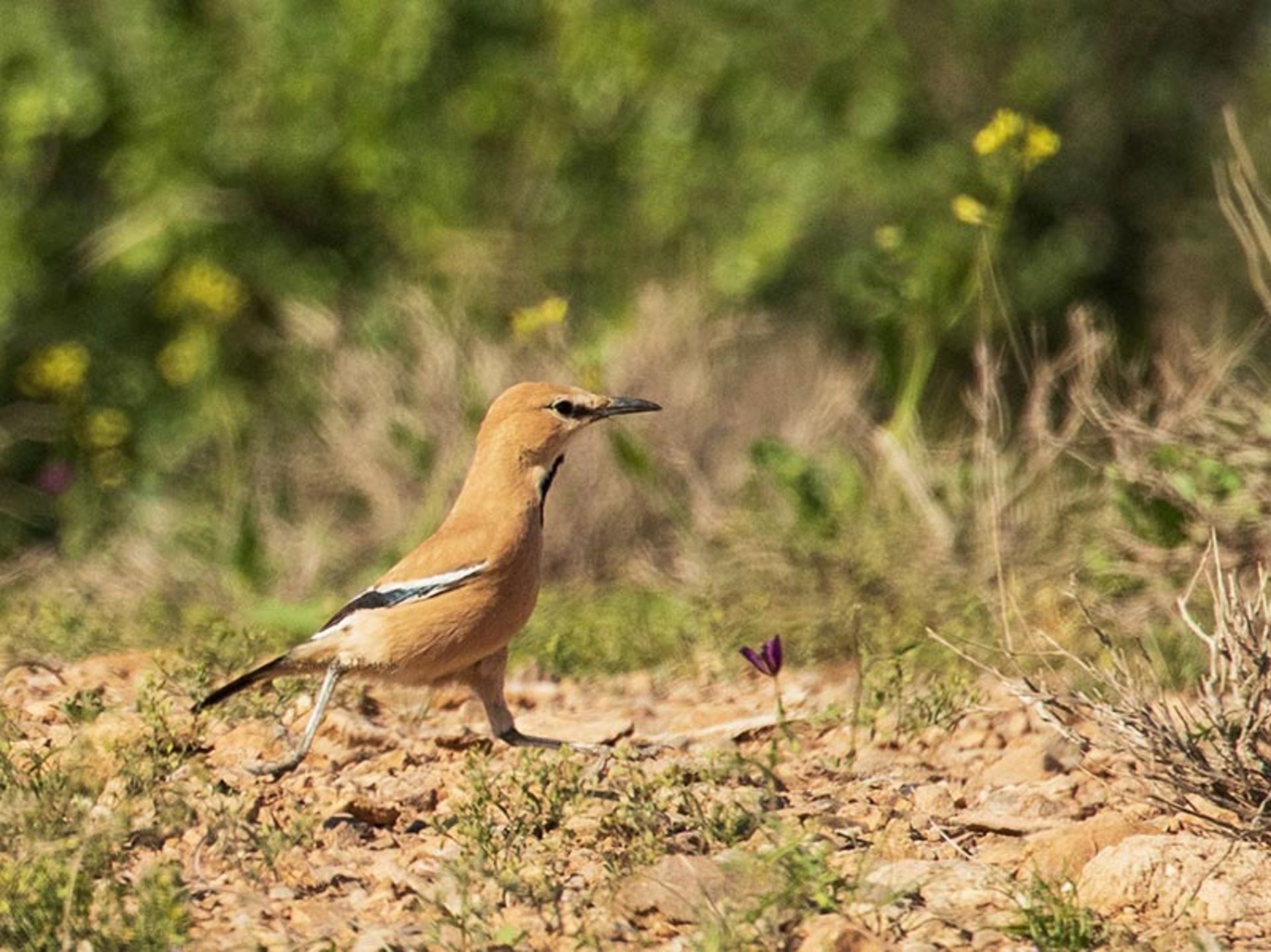 راه رفتن زاغ بور در بیشه؛ منبع عکس: ebird؛ عکاس: نامشخص