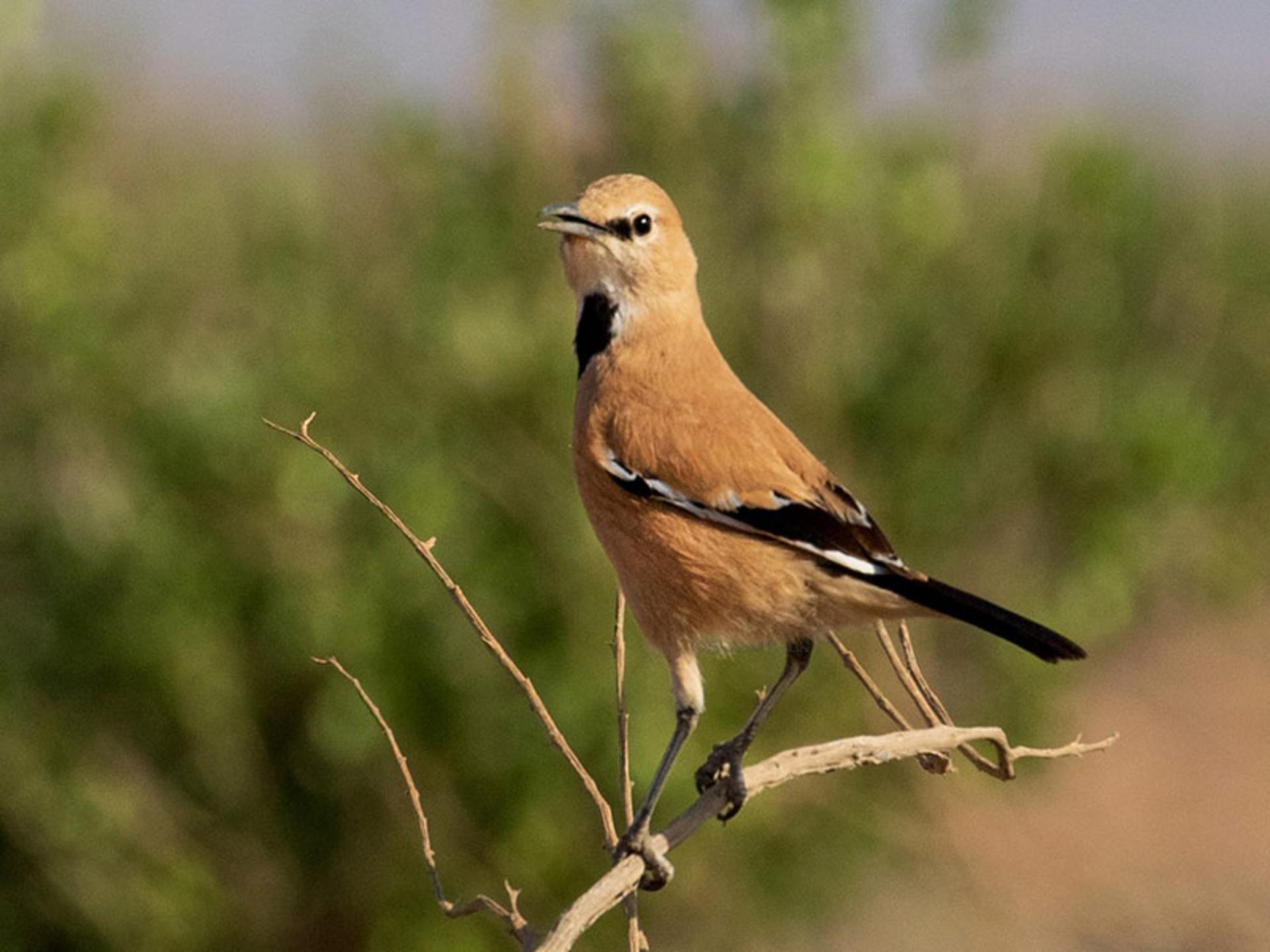 زاغ بور ایرانی بر شاخه درخت؛ منبع عکس: ebird؛ عکاس: نامشخص
