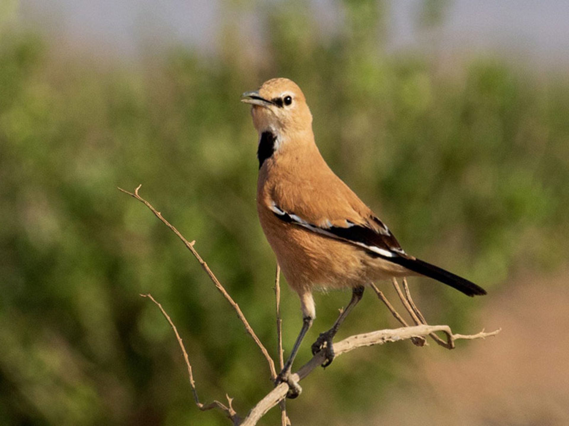 زاغ بور ایرانی بر شاخه درخت؛ منبع عکس: ebird؛ عکاس: نامشخص
