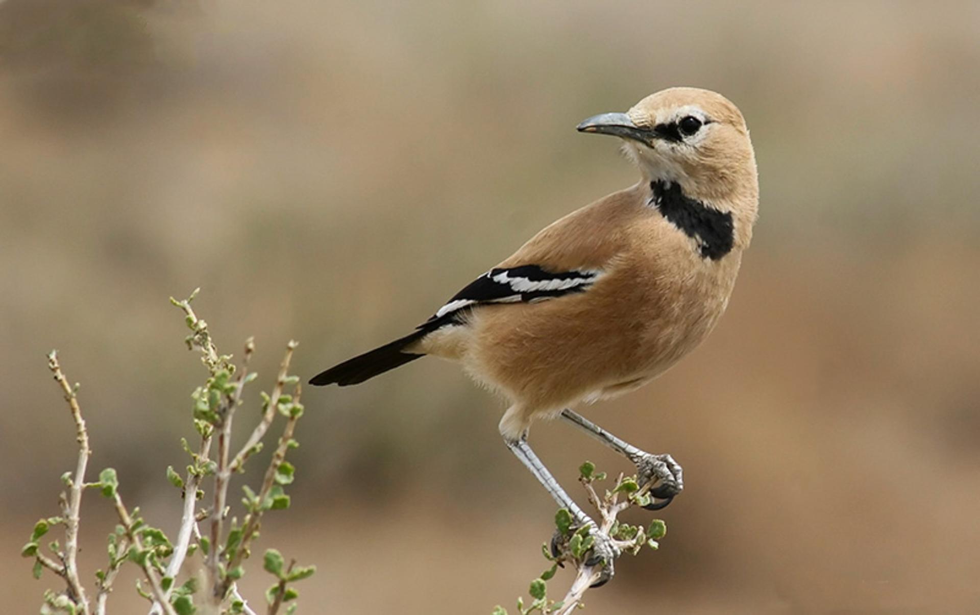 زاغ بور از نیم رخ؛ منبع عکس: iranianbirdingclub؛ عکاس: شهاب چراغی