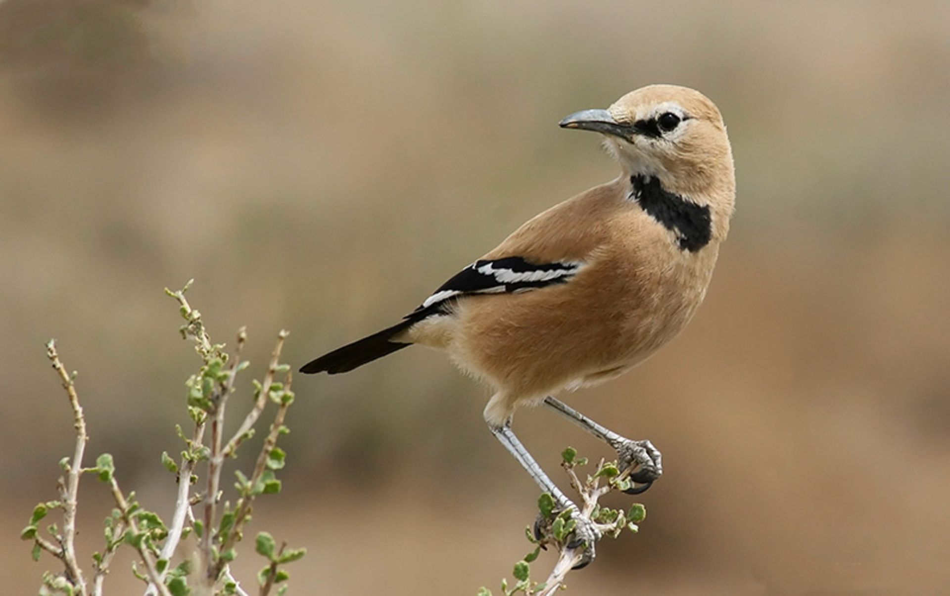 زاغ بور از نیم رخ؛ منبع عکس: iranianbirdingclub؛ عکاس: شهاب چراغی