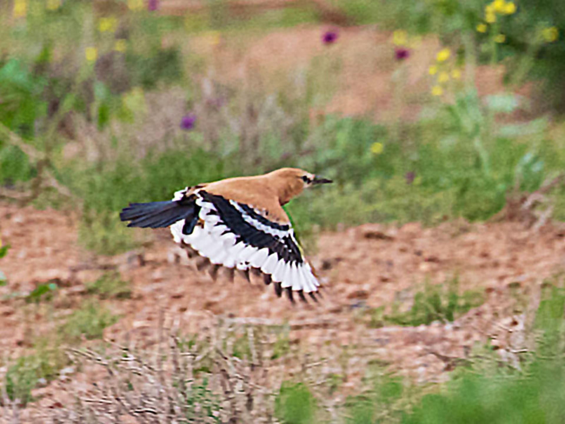 پرواز زمینی زاغ بور؛ منبع عکس: ebird؛ عکاس: نامشخص