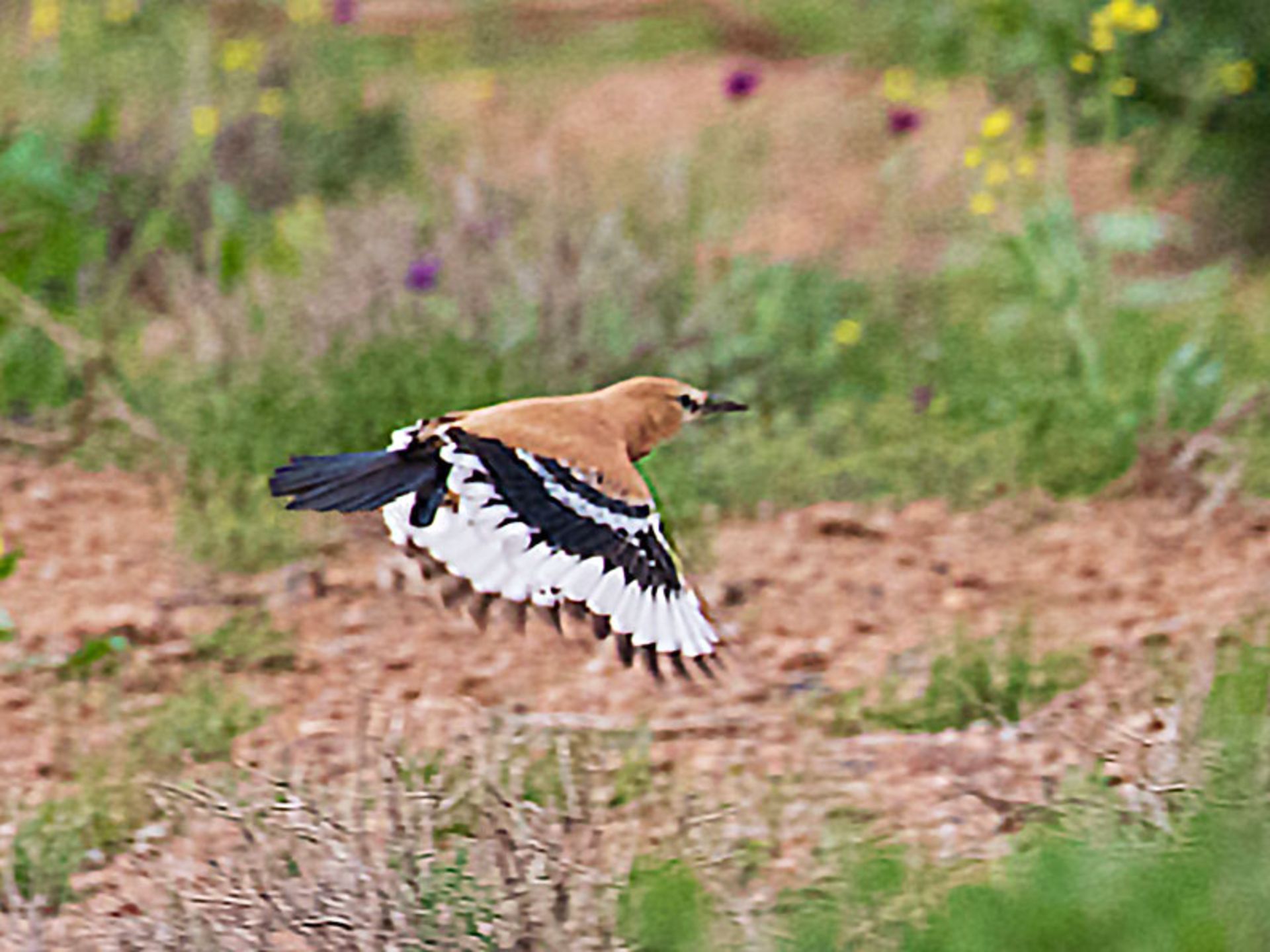 پرواز زمینی زاغ بور؛ منبع عکس: ebird؛ عکاس: نامشخص