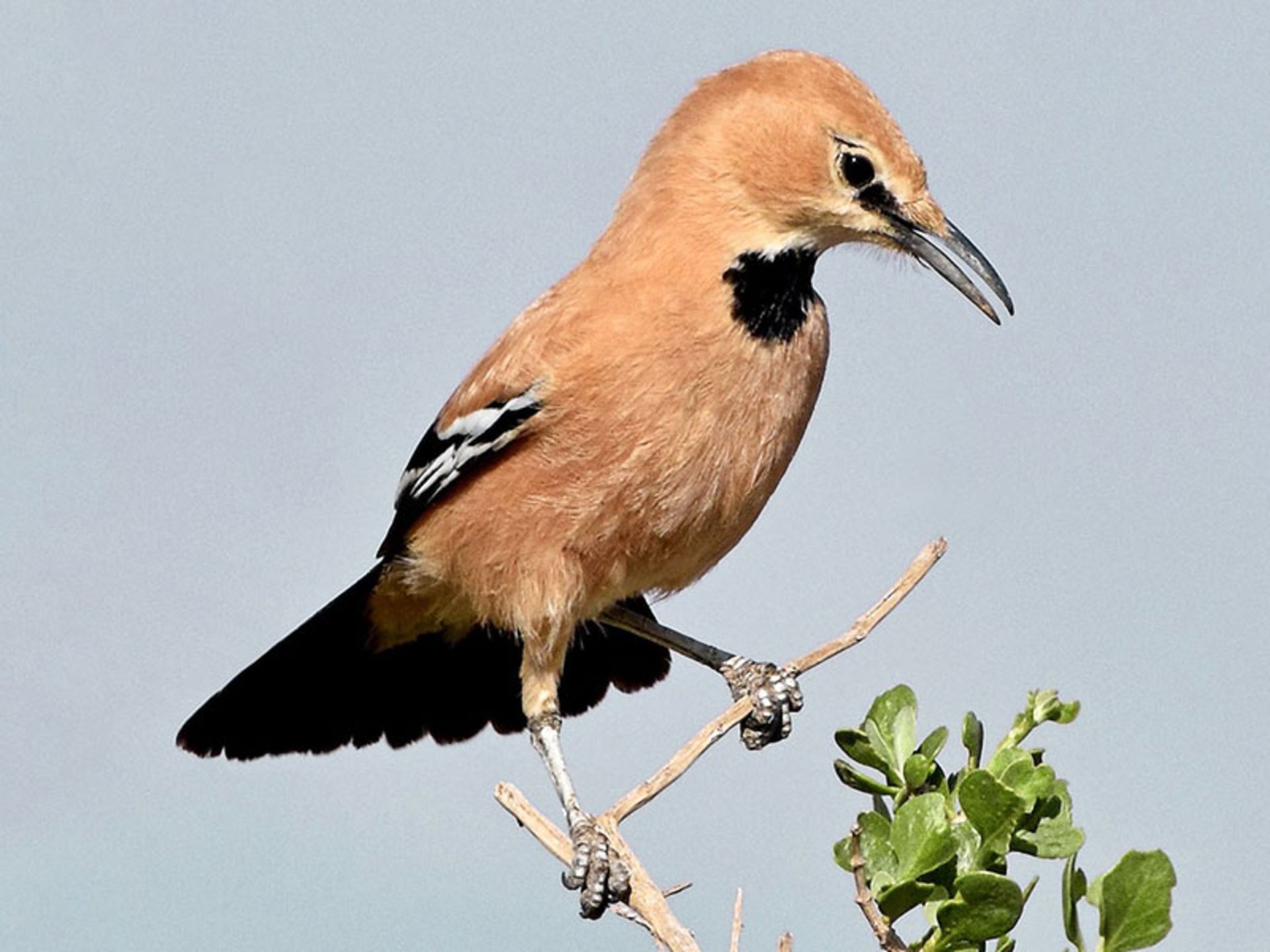 زاغ بور از نیم رخ روی شاخه؛ منبع عکس: ebird؛ عکاس: نامشخص