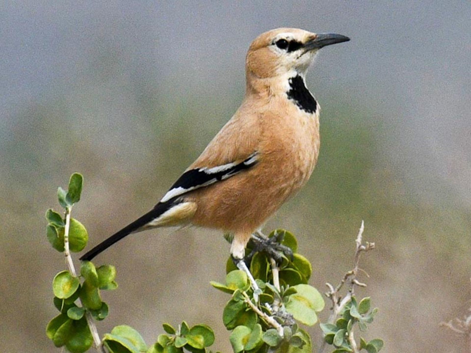 زاغ بر ایرانی بر شاخه سبز درختان؛ منبع عکس: ebird؛ عکاس: نامشخص