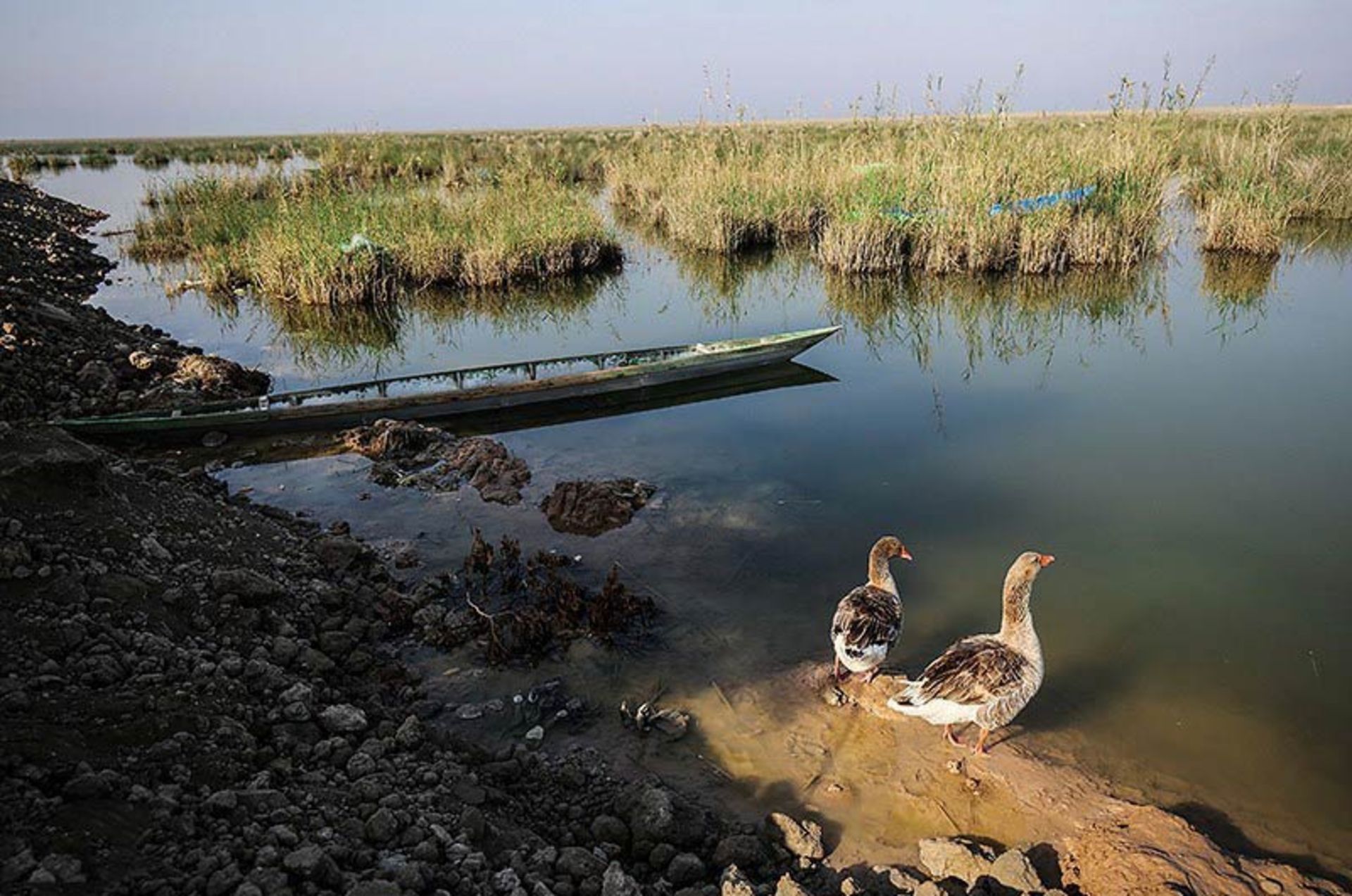 اردک‌های کنار تالاب در روستای سراخیه؛ منبع عکس: tasnim news؛ عکاس: مهدی پدرام خو