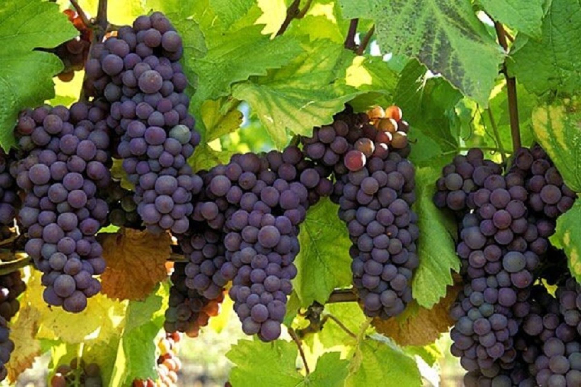 رویداد گردشگری انگور