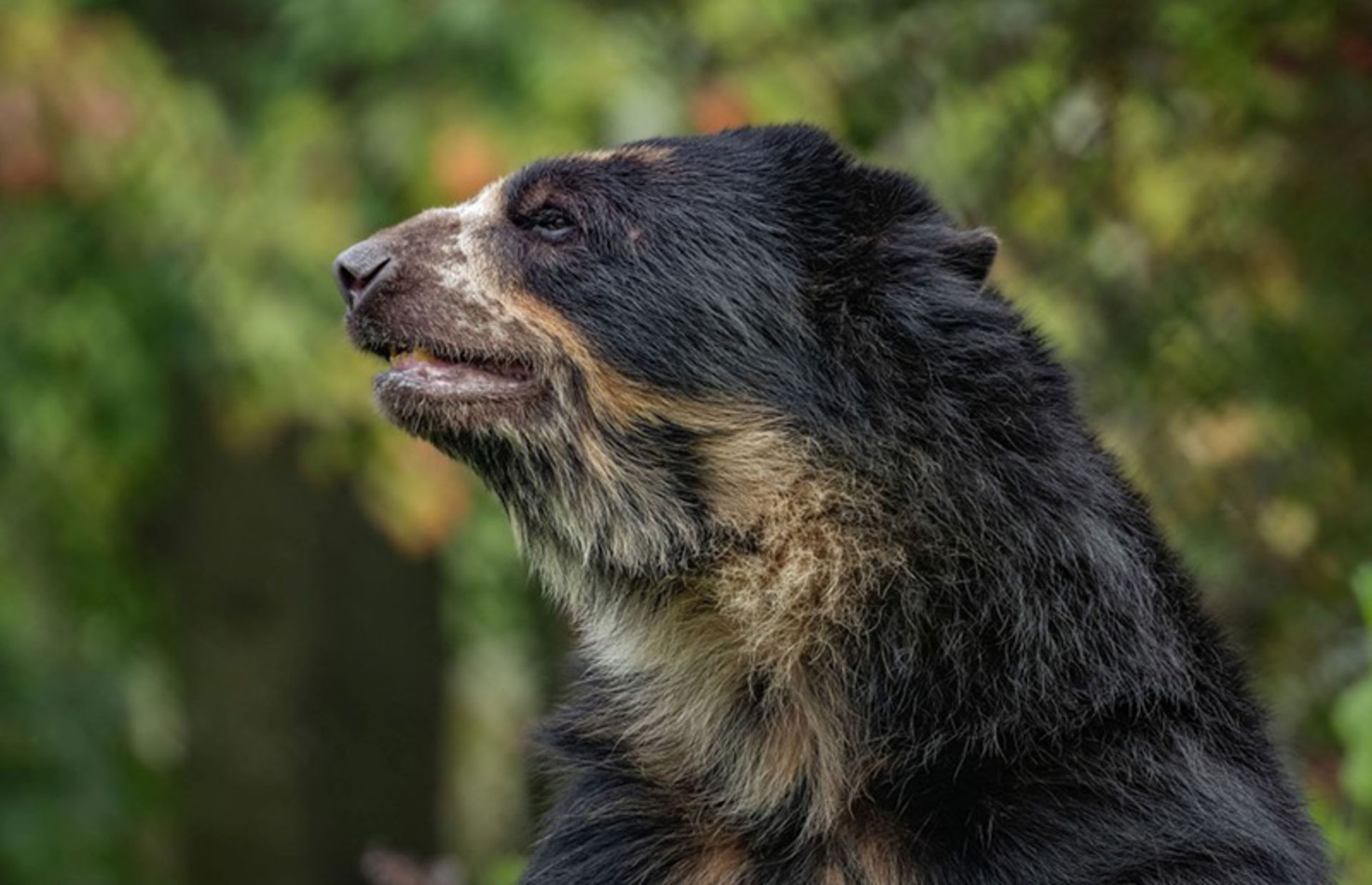 یک خرس در باغ وحش چستر انگلستان؛ منبع: theatlantic، عکاس: Chester Zoo