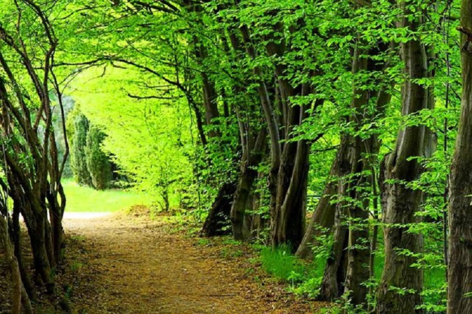 جنگل دیزمار