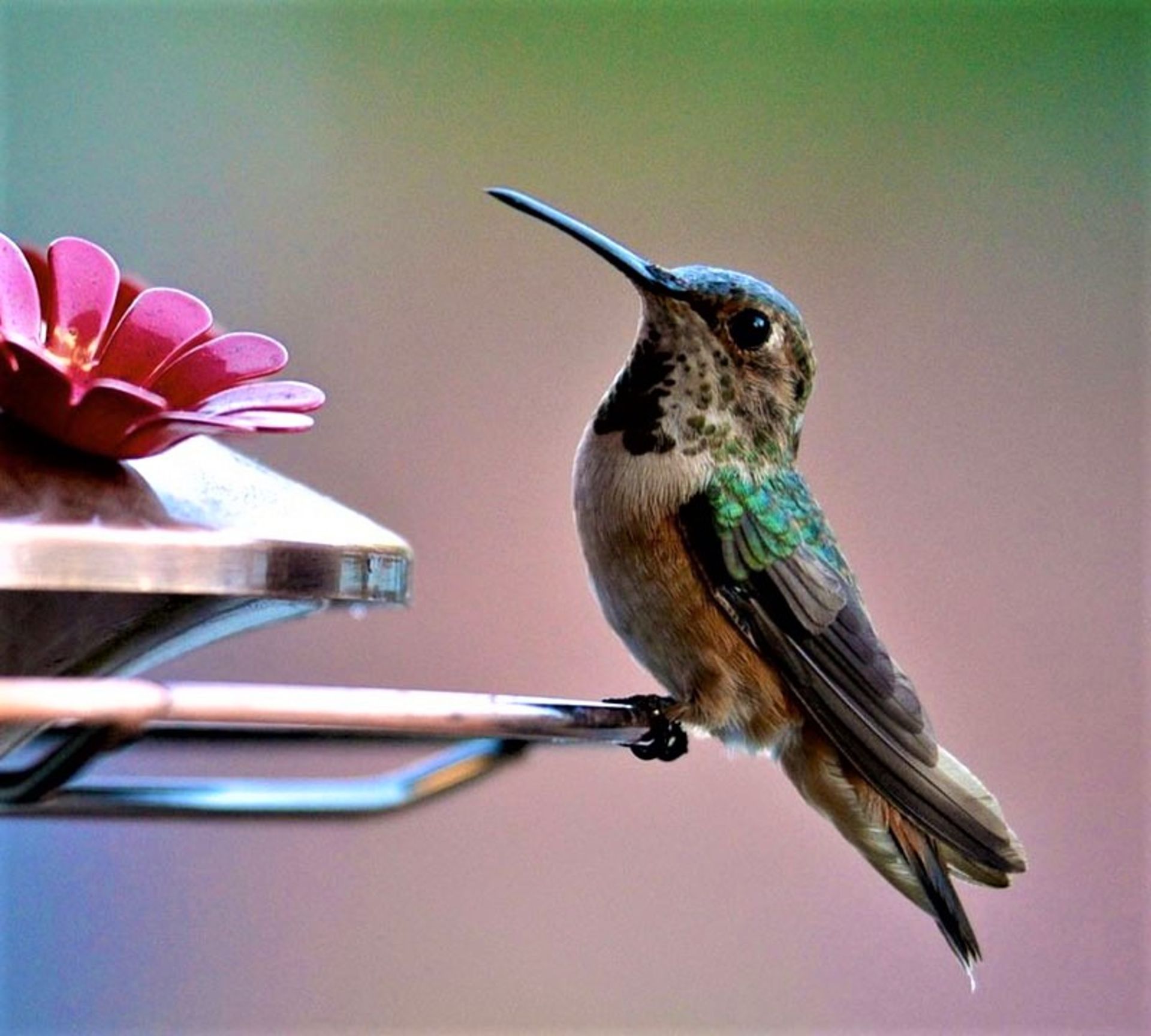 نیمرخ مرغ مگس خوار 