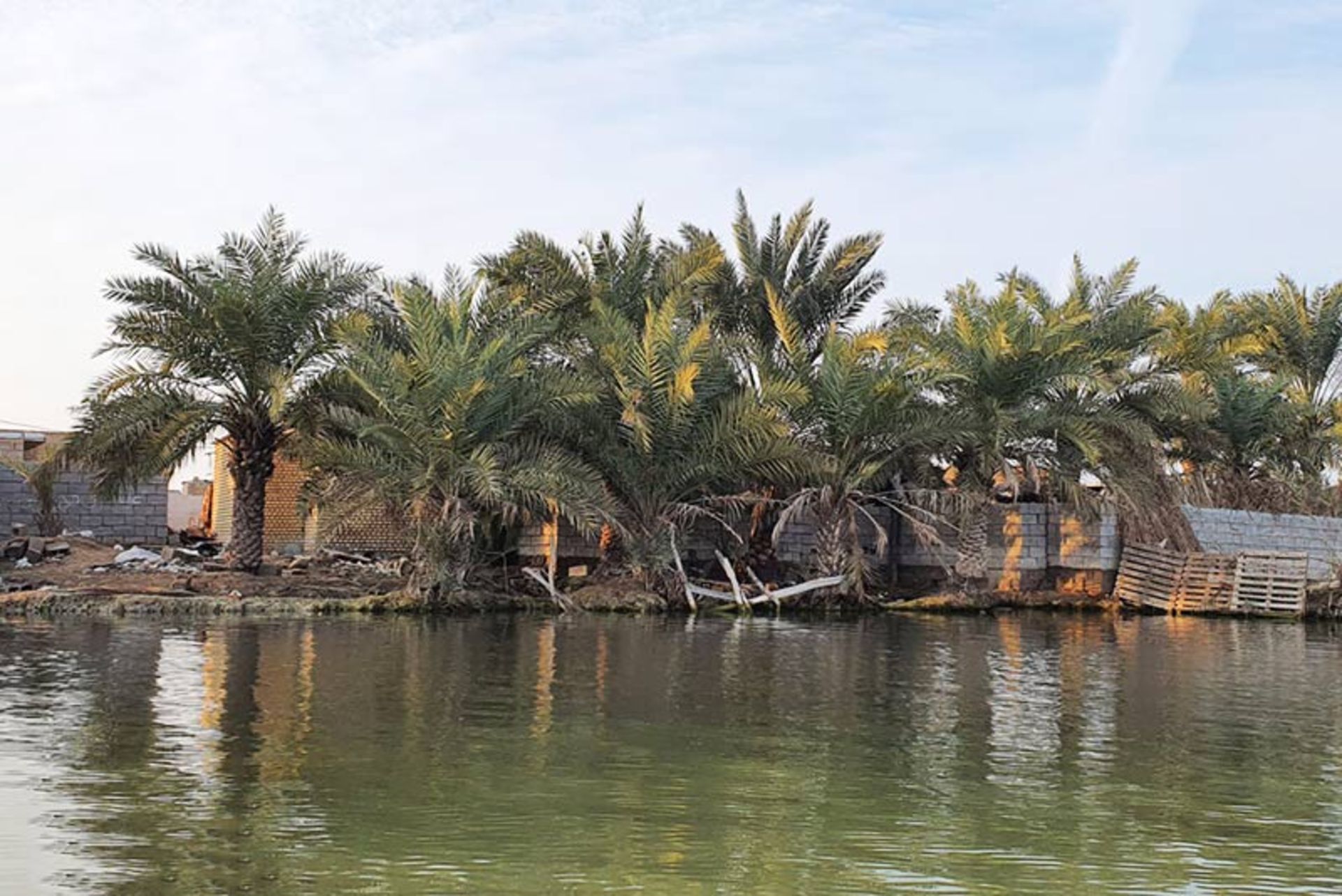 نخل‌های روستای سراخیه در کنار آب؛ منبع عکس: mehr news؛ عکاس: قاسم منصور آل کثیر
