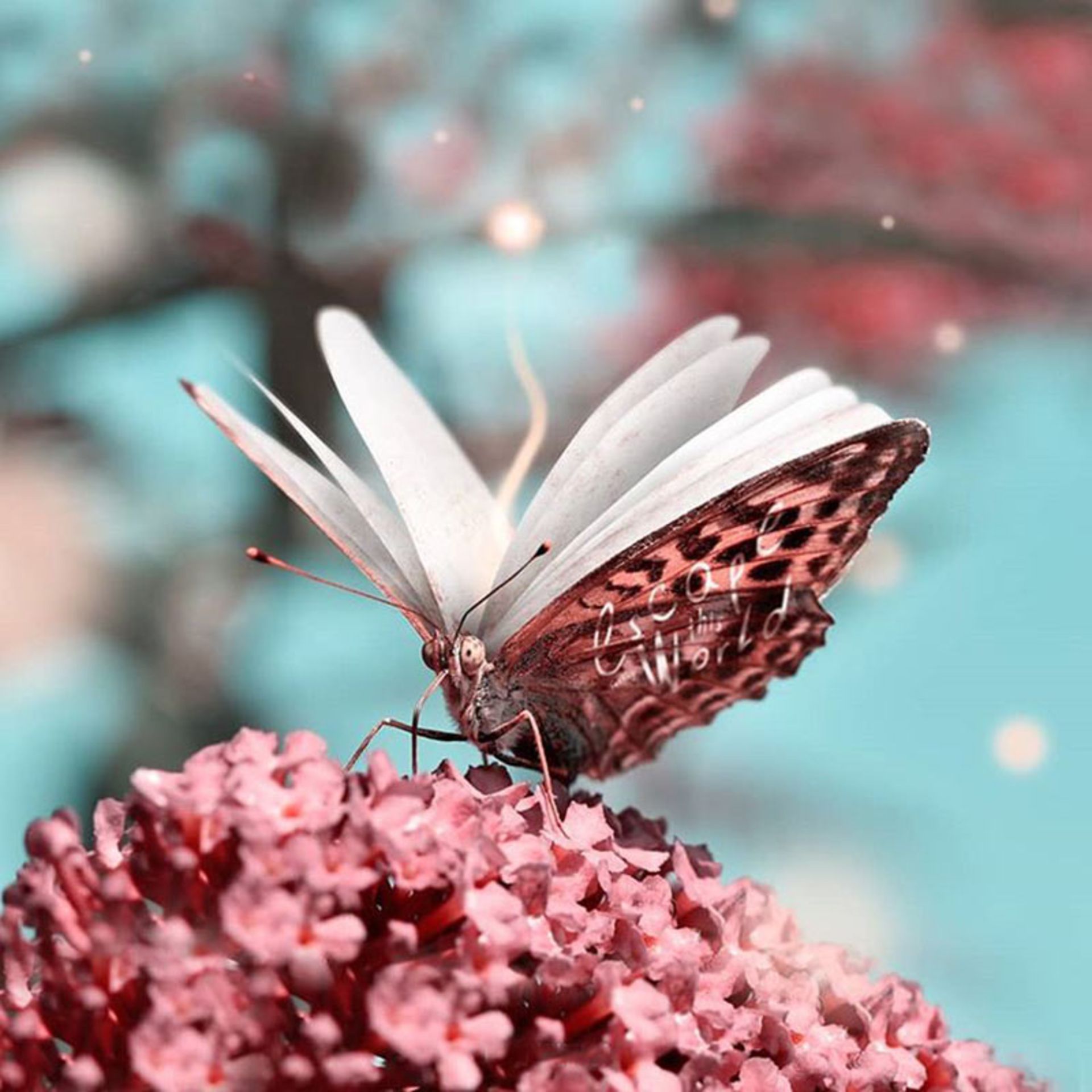 تصویر کتاب بر بال‌های پروانه؛ اثر Julien Tabet