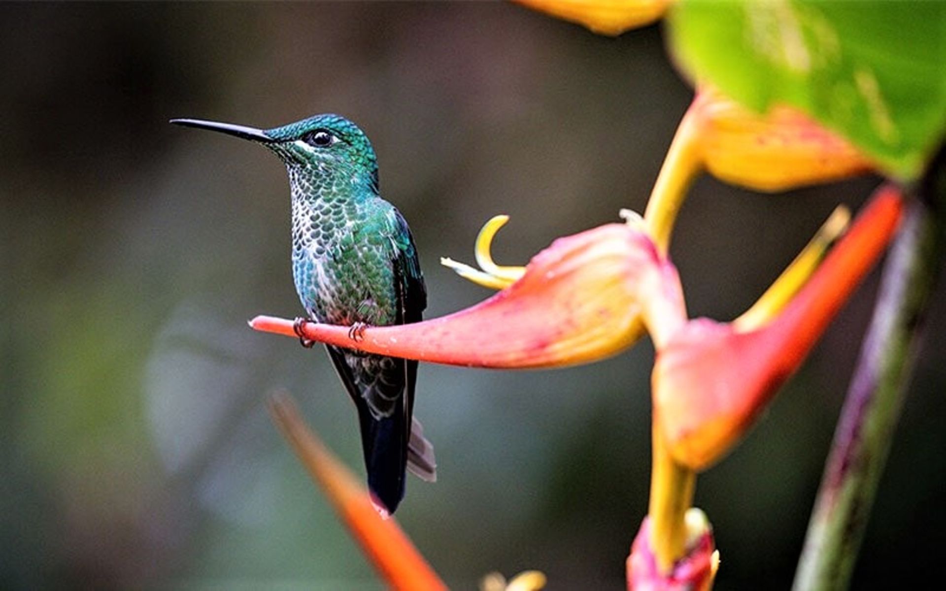 پرتره مرغ مگس خوار 