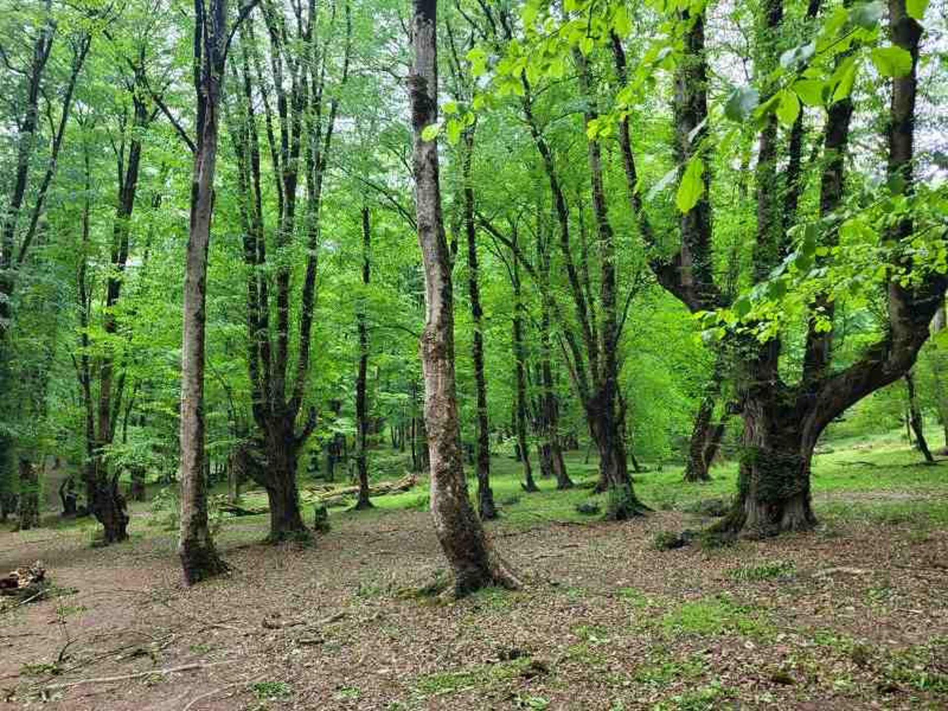 طبیعت سرسبز جنگل بلیران؛ منبع عکس: ویکی لاک؛ عکاس: ساسان ماتوری