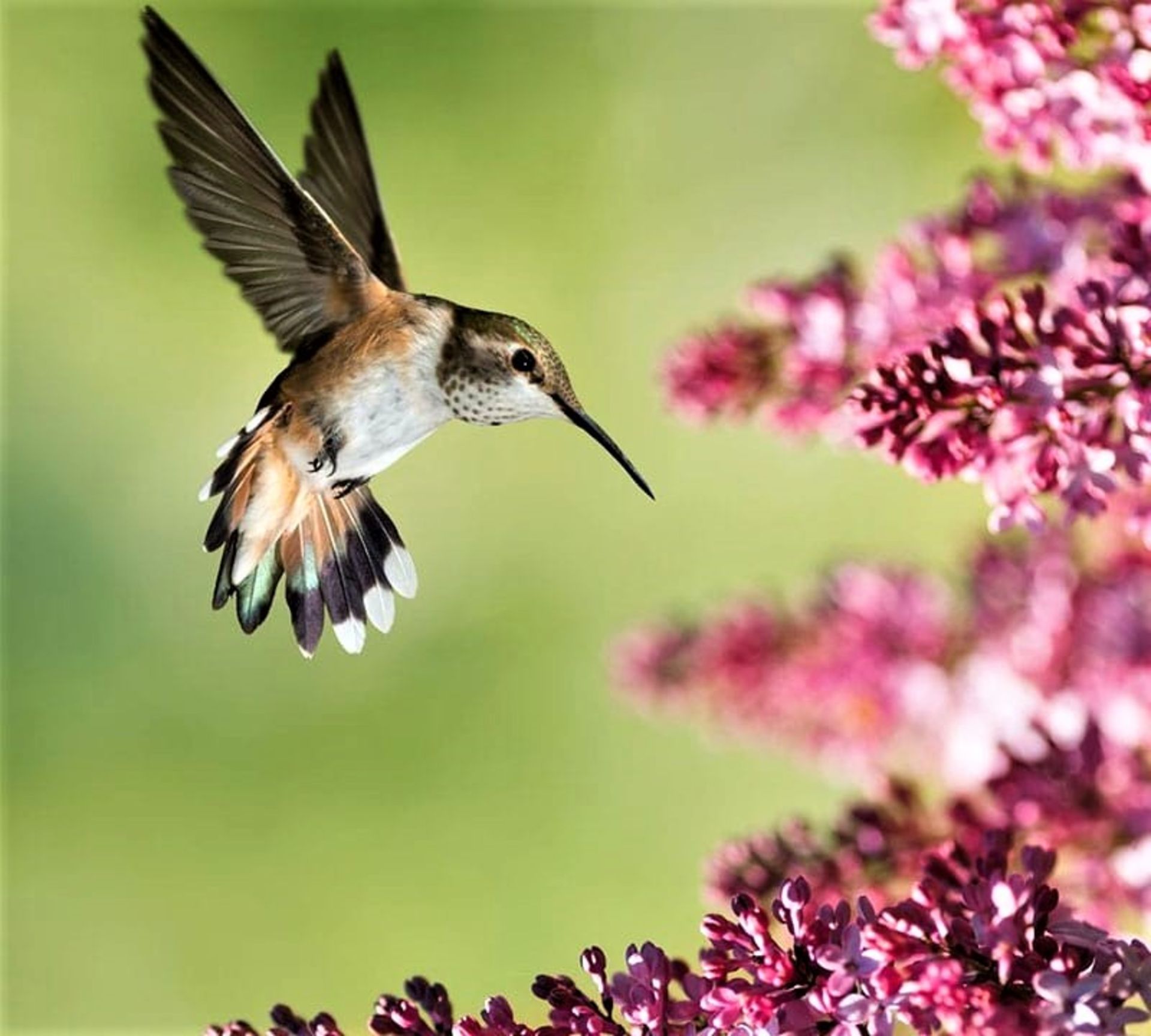مرغ مگس خوار در نزدیکی یک گل