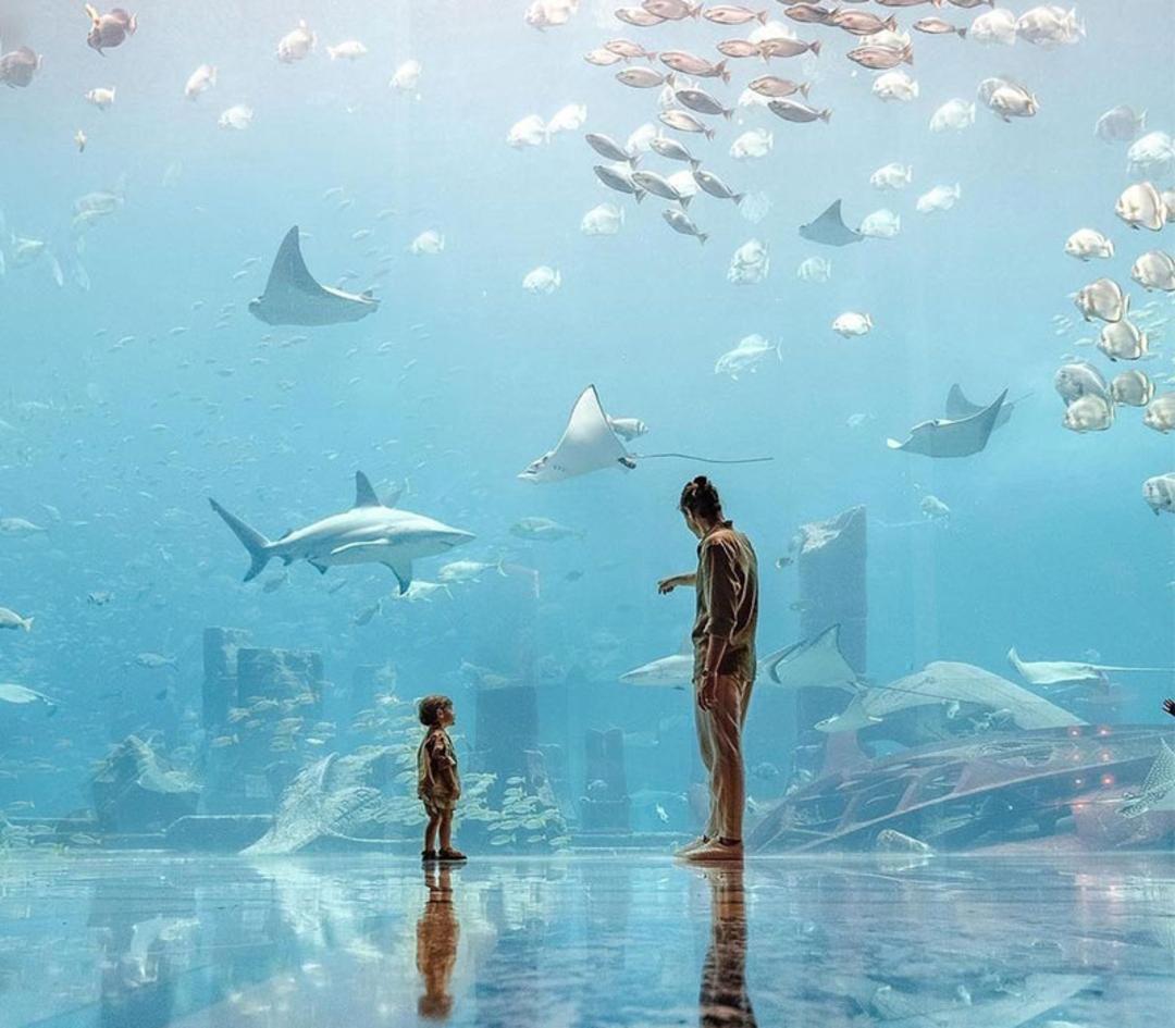 آکواریوم و باغ وحش زیرآبی دبی، منبع عکس: visitdubai.com، عکاس: ناشناس