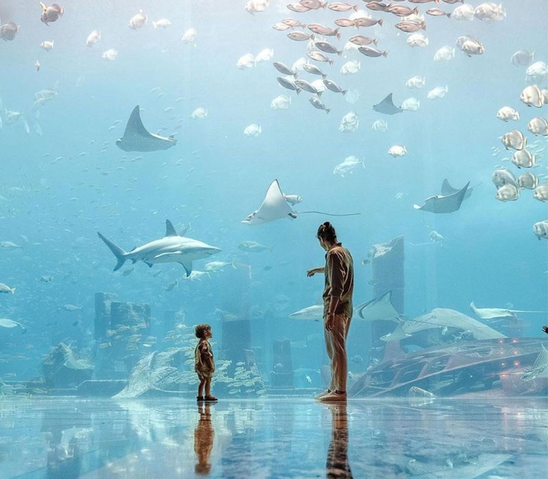 آکواریوم و باغ وحش زیرآبی دبی، منبع عکس: visitdubai.com، عکاس: ناشناس