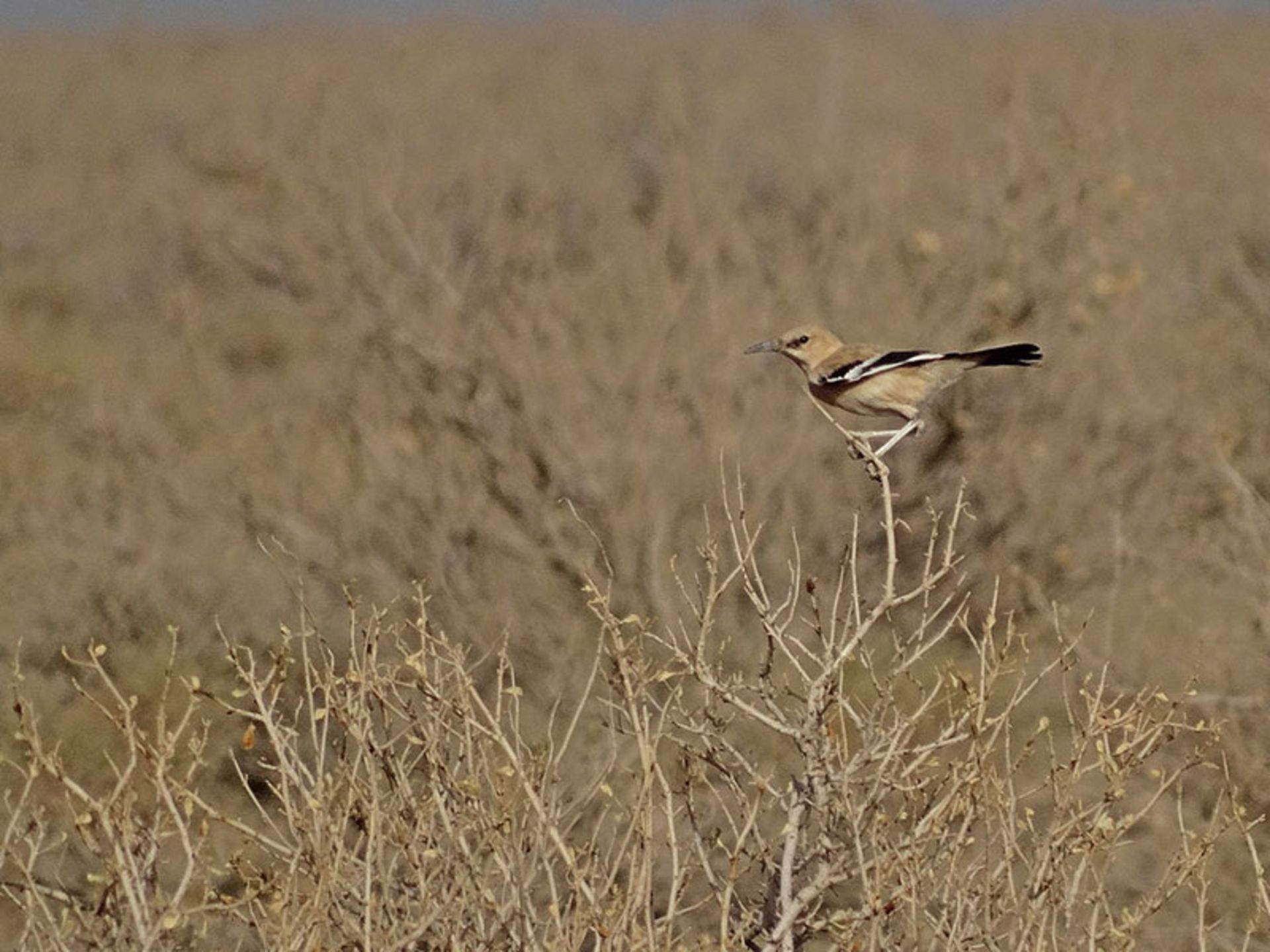 زاغ بور بر شاخه خشک؛ منبع عکس: ebird؛ عکاس: نامشخص
