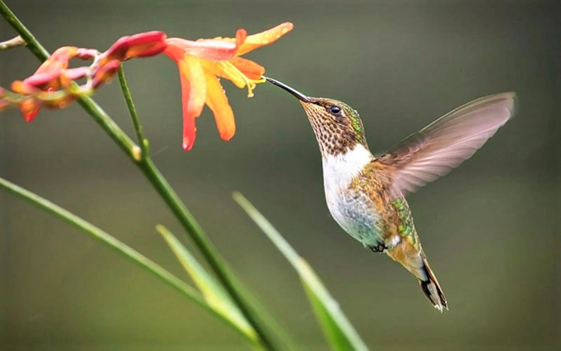 مرغ مگس خوار در حال خوردن شهد