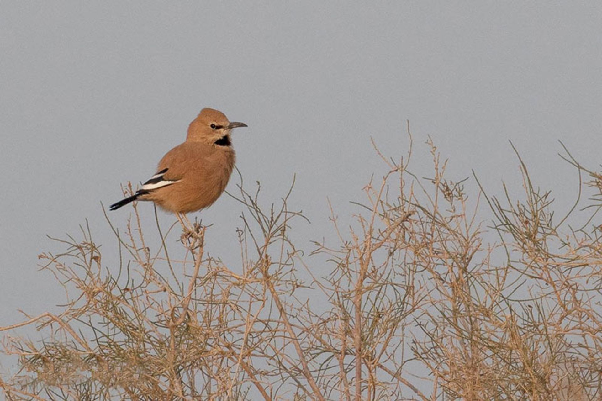 زاغ بور بر شاخه درخت؛ منبع عکس: iranianbirdingclub؛ عکاس: شهرزاد فتاحی