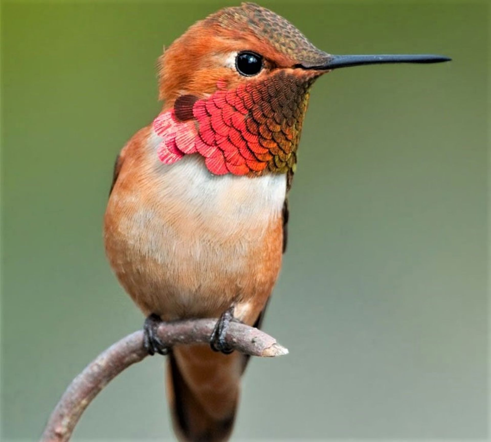 مرغ مگس خوار روی شاخه درخت