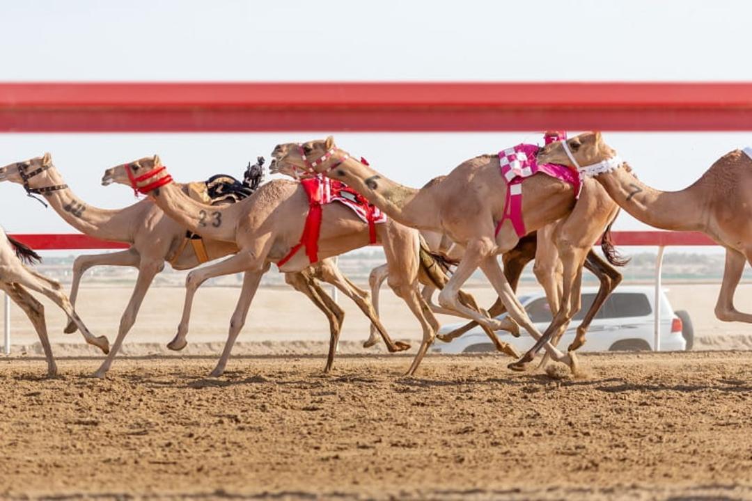 مسابقات شترسواری الشحانیه، منبع: wgoqatar، عکاس: نامشخص