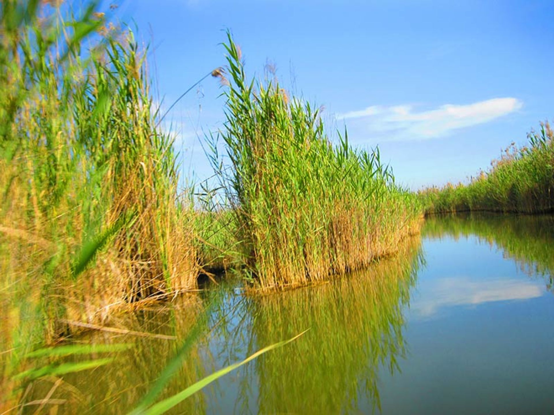 نمایی از تالاب شادگان؛ منبع عکس: گوگل مپ؛ عکاس: حامد یونسی
