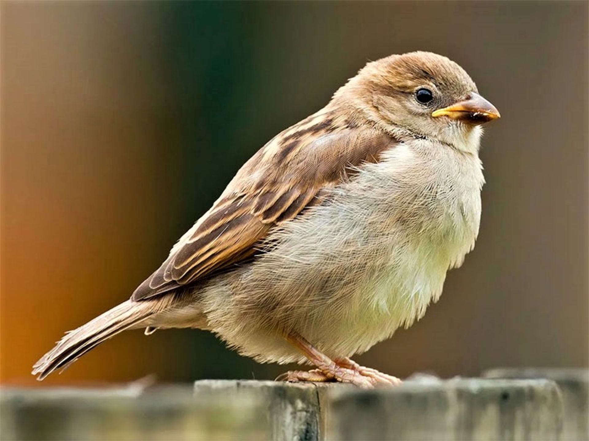 پرتره گنجشک