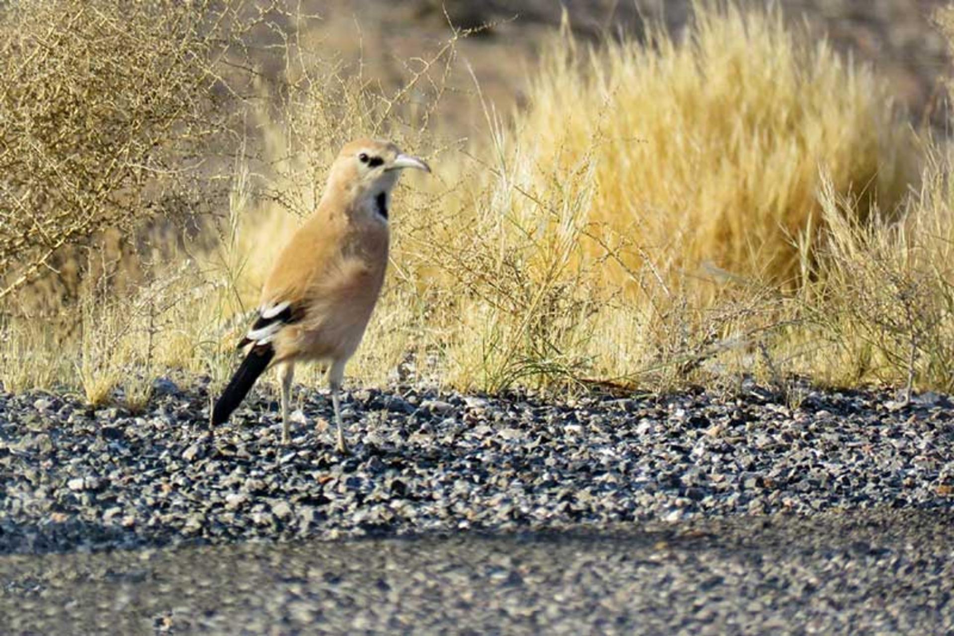 راه رفتن زاغ بور؛ منبع عکس: iranianbirdingclub؛ عکاس: شهرزاد فتاحی