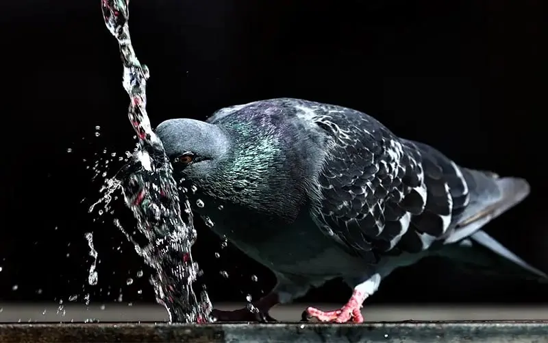کفتری در حال خوردن آب