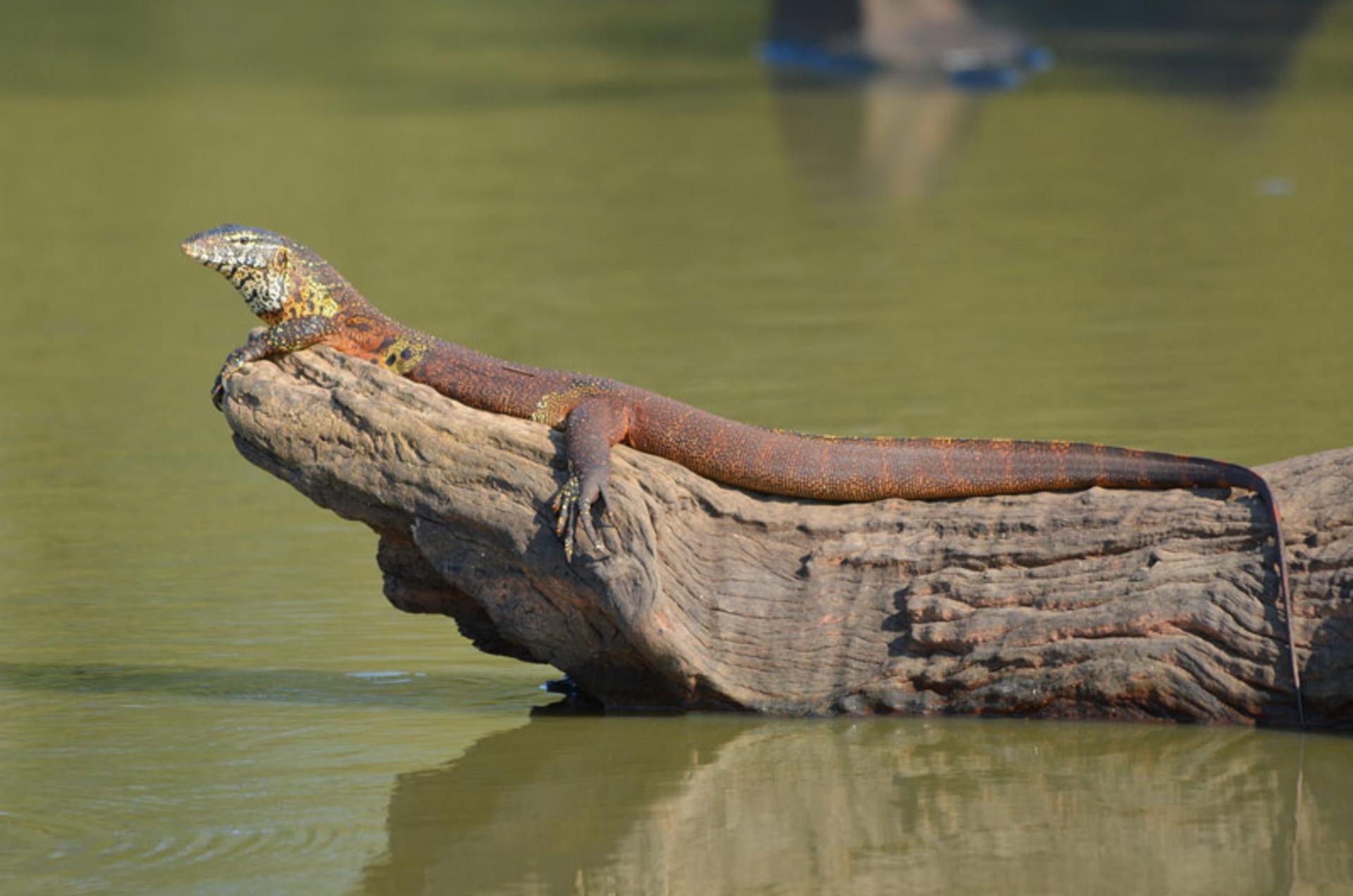 بزجمه نیل؛ منبع عکس: iNaturalist