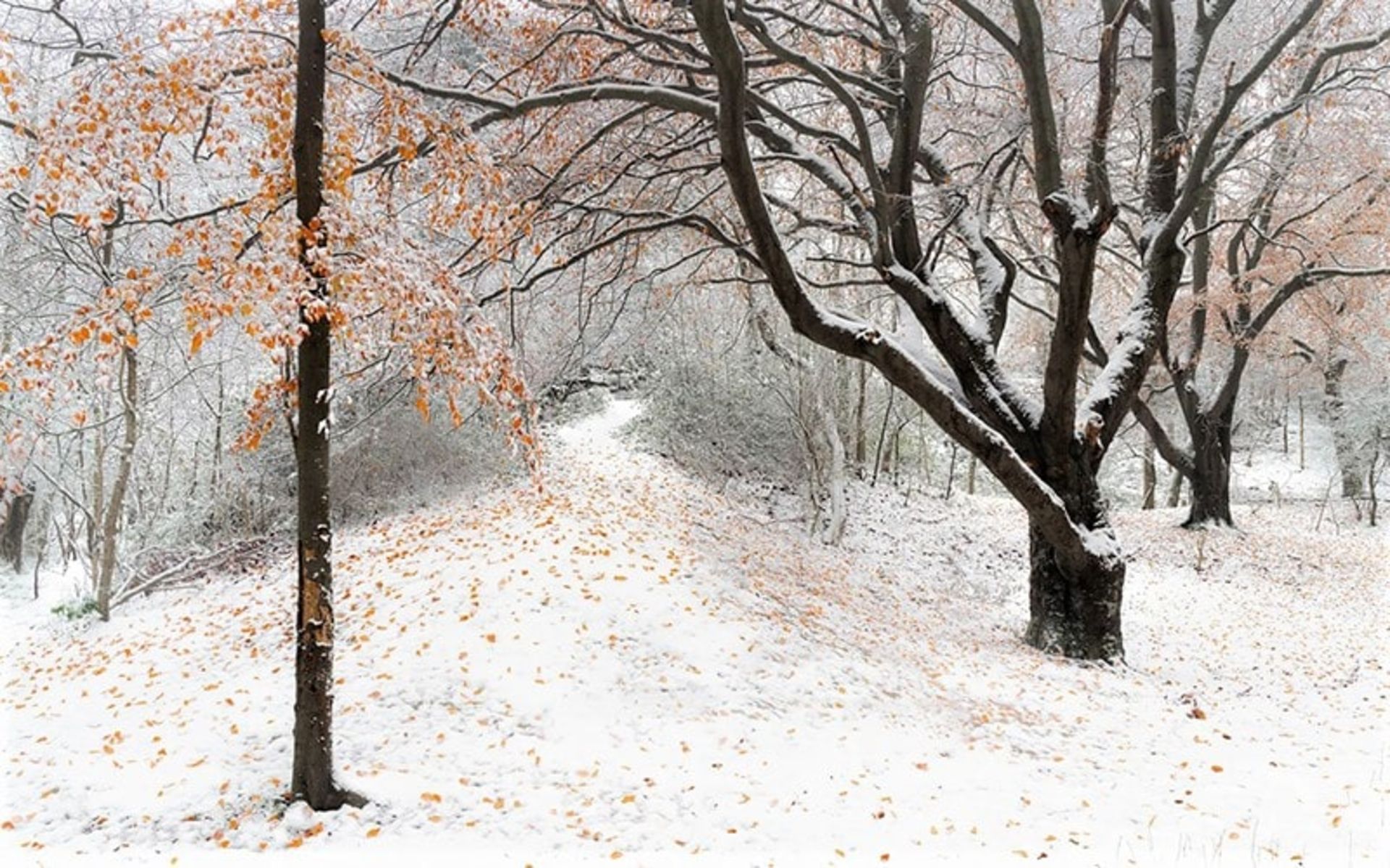 برف زمستانی در طبیعت