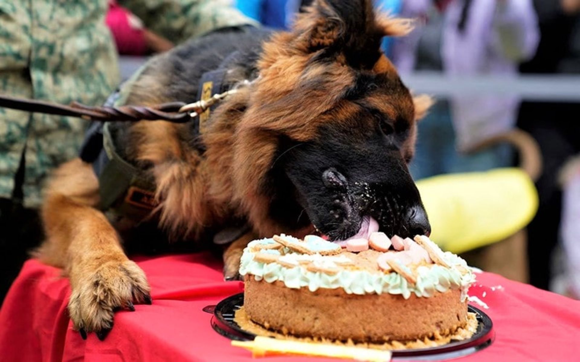 تولد سگ پلیس